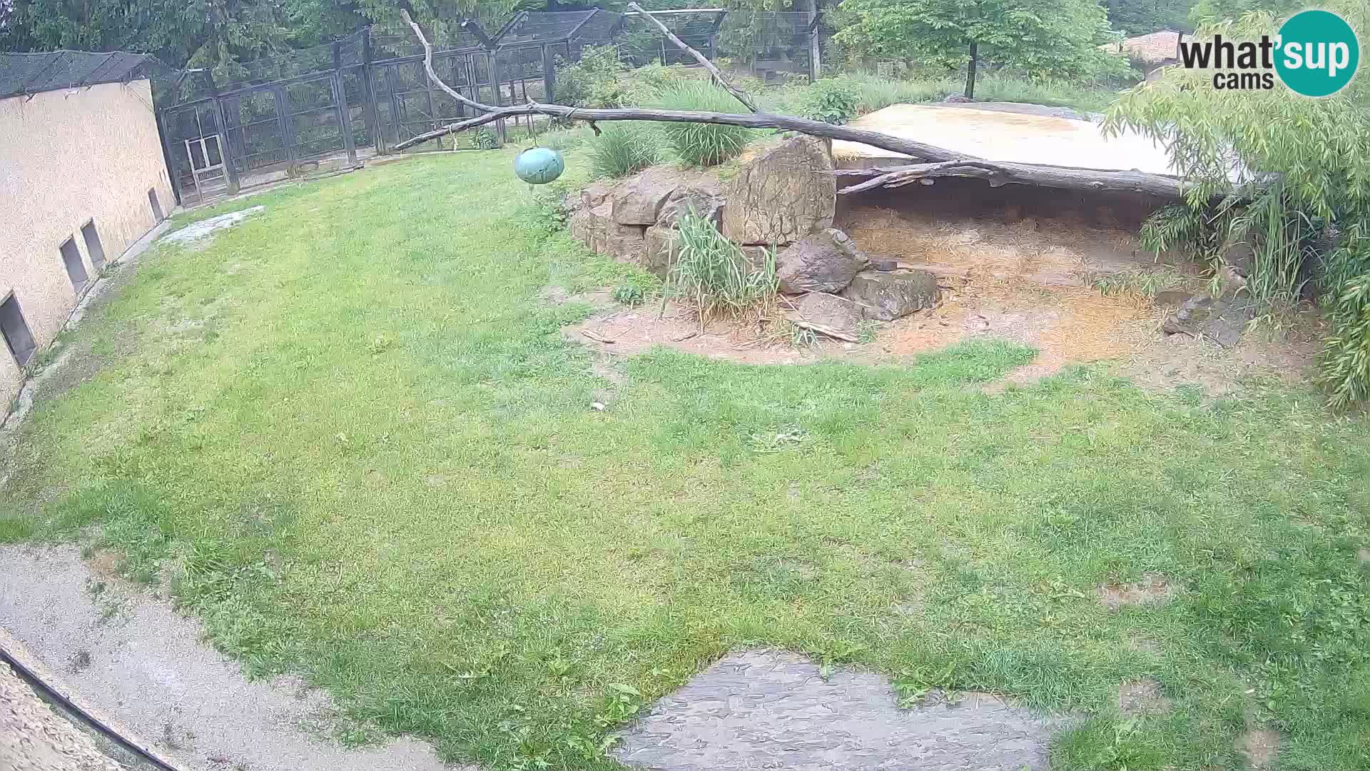 LION webcam en direct du zoo de Ljubljana – Slovénie