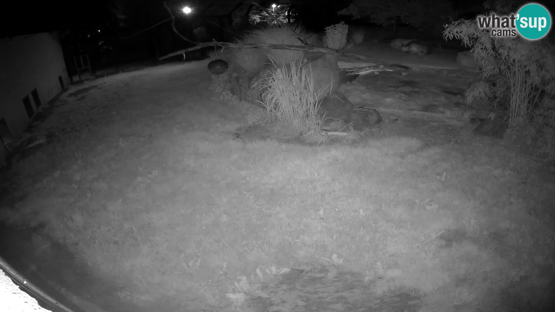 LEONE live Webcam nello zoo di Lubiana – Slovenia
