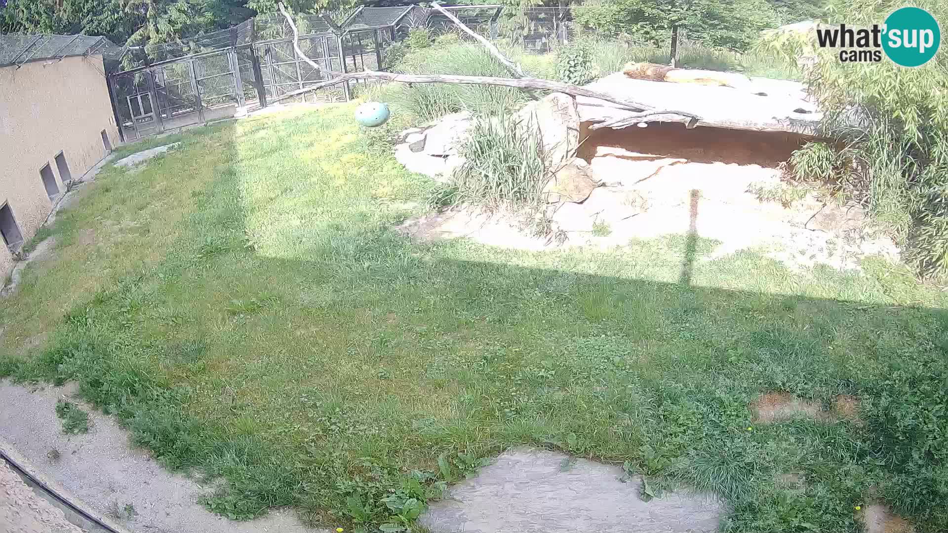 LION live Webcam in Ljubljana Zoo – Slovenia
