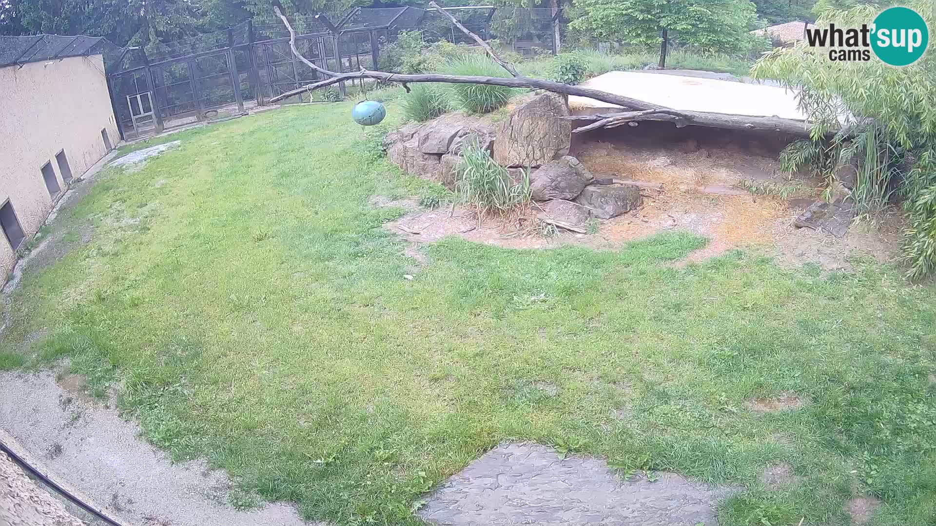 LION webcam en direct du zoo de Ljubljana – Slovénie