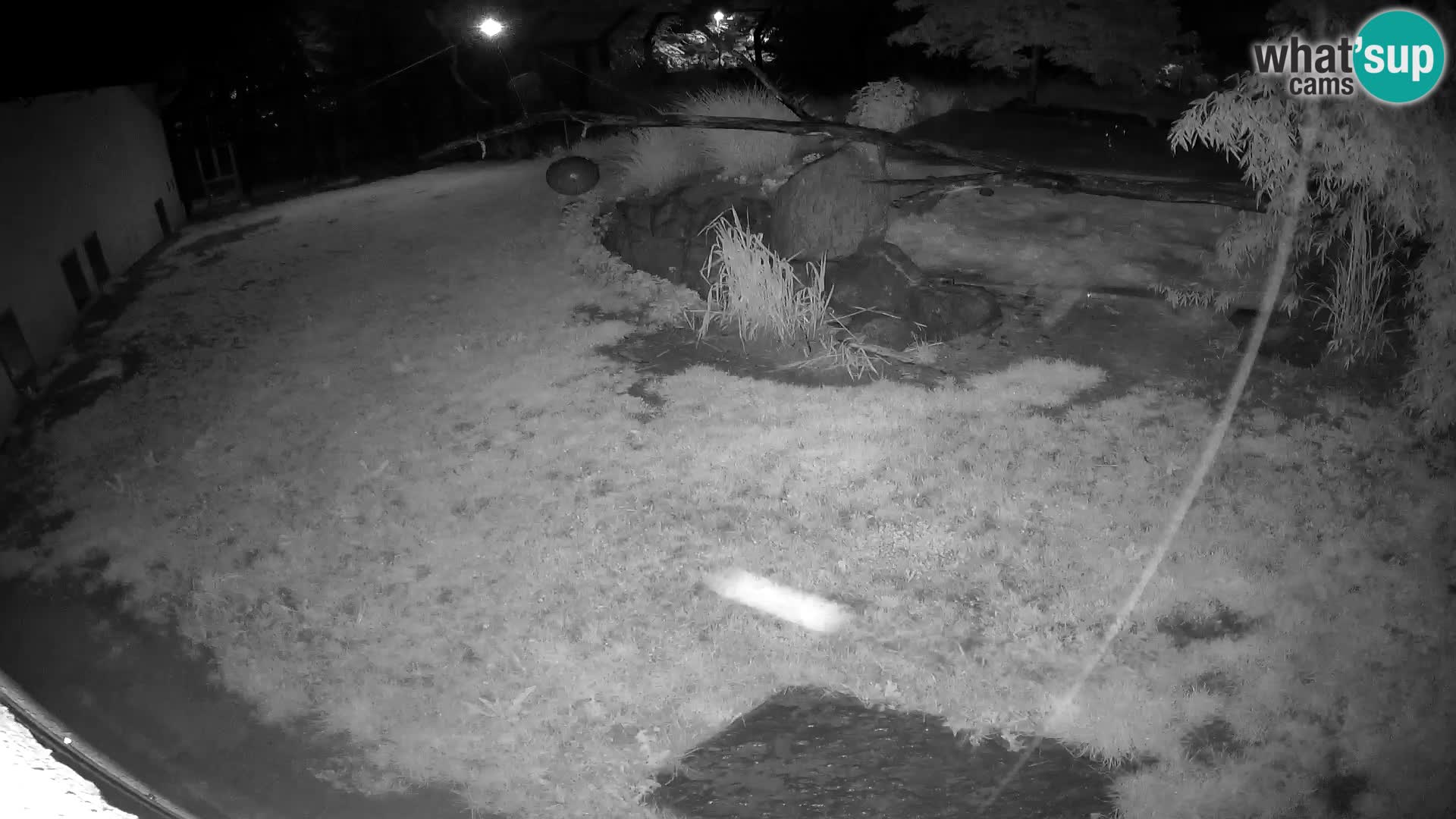 LEON Webcam en vivo en Ljubljana Zoo – Eslovenia