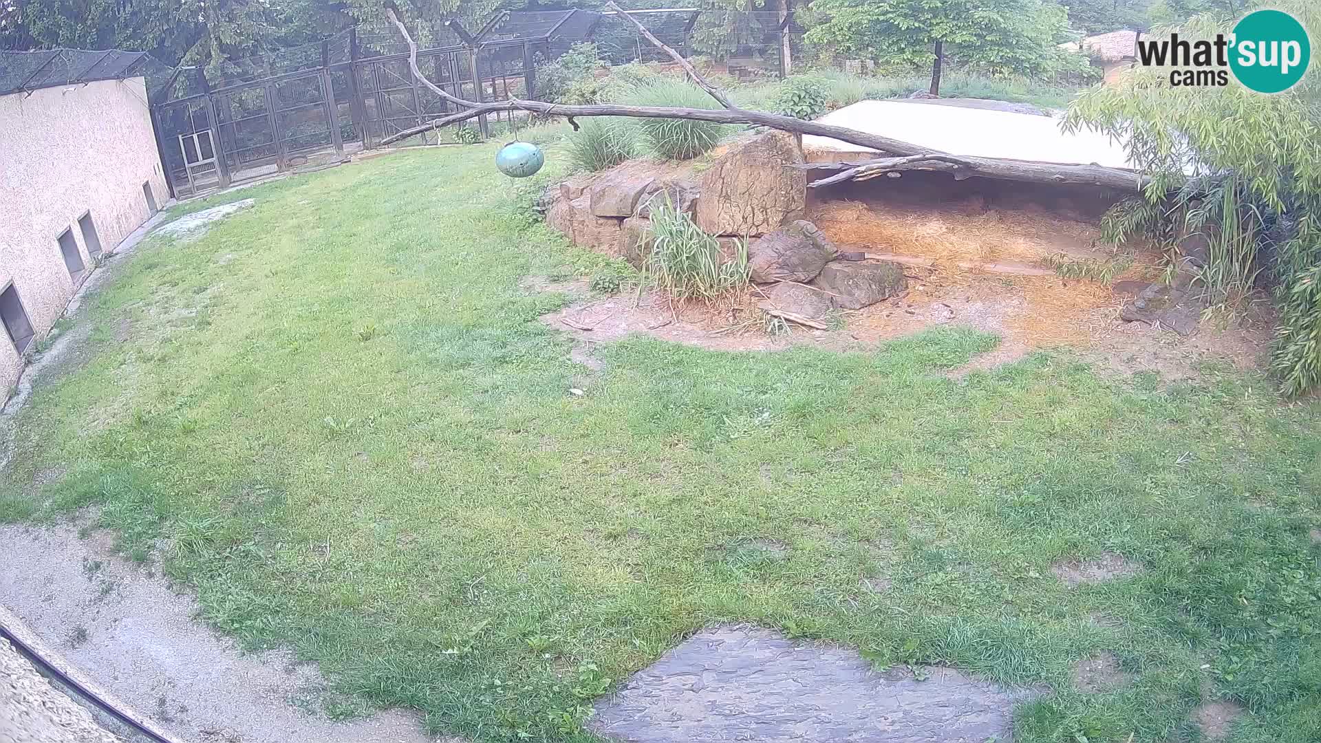 LION live Webcam in Ljubljana Zoo – Slovenia
