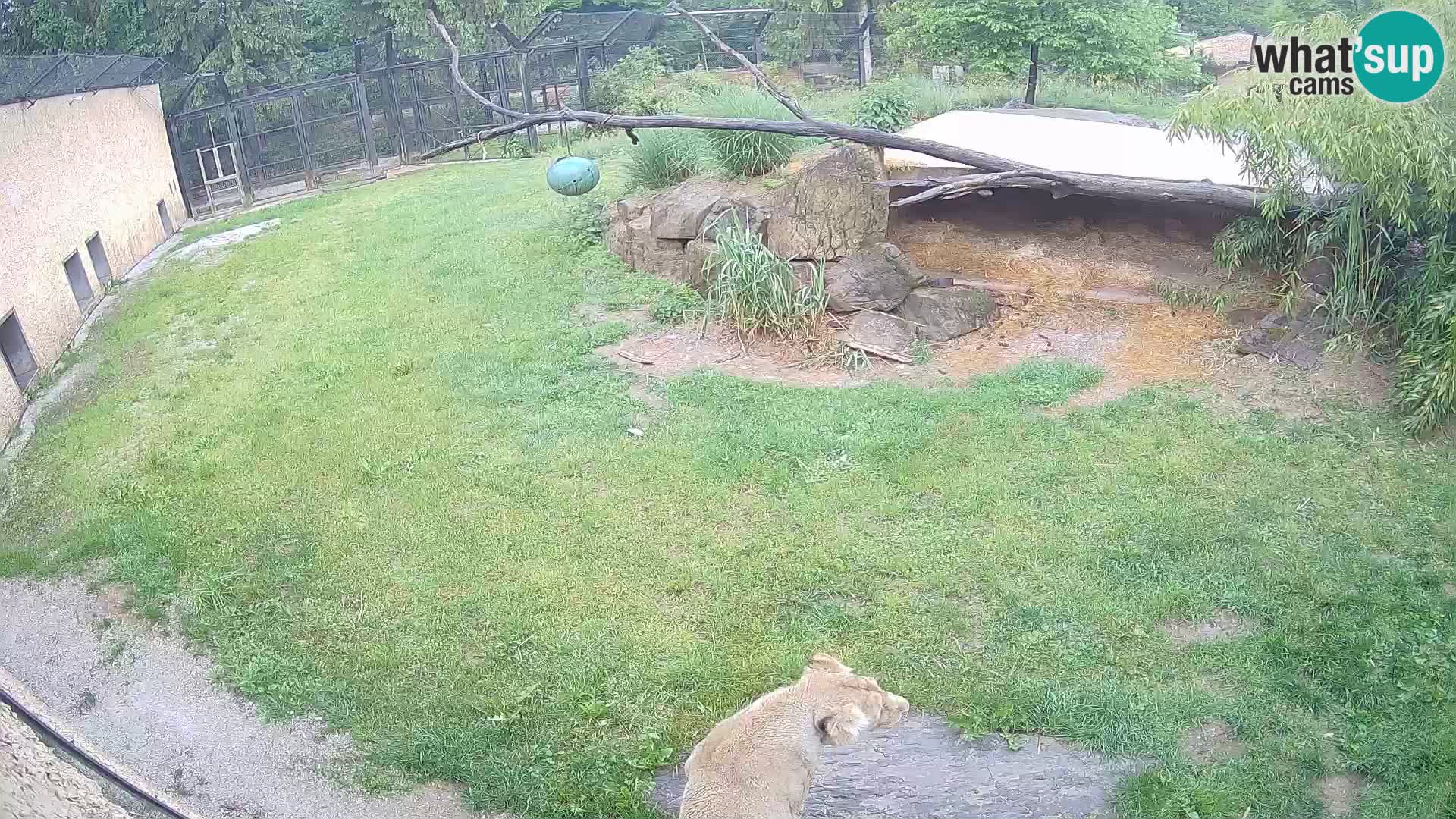 LION live Webcam in Ljubljana Zoo – Slovenia
