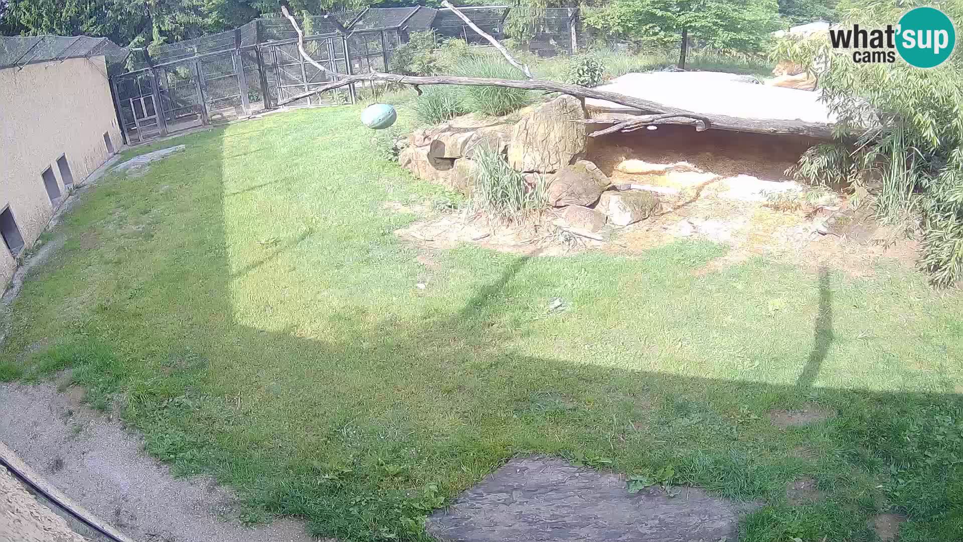 Lavovi web kamera uživo u ljubljanskom zoološkom vrtu – Slovenija
