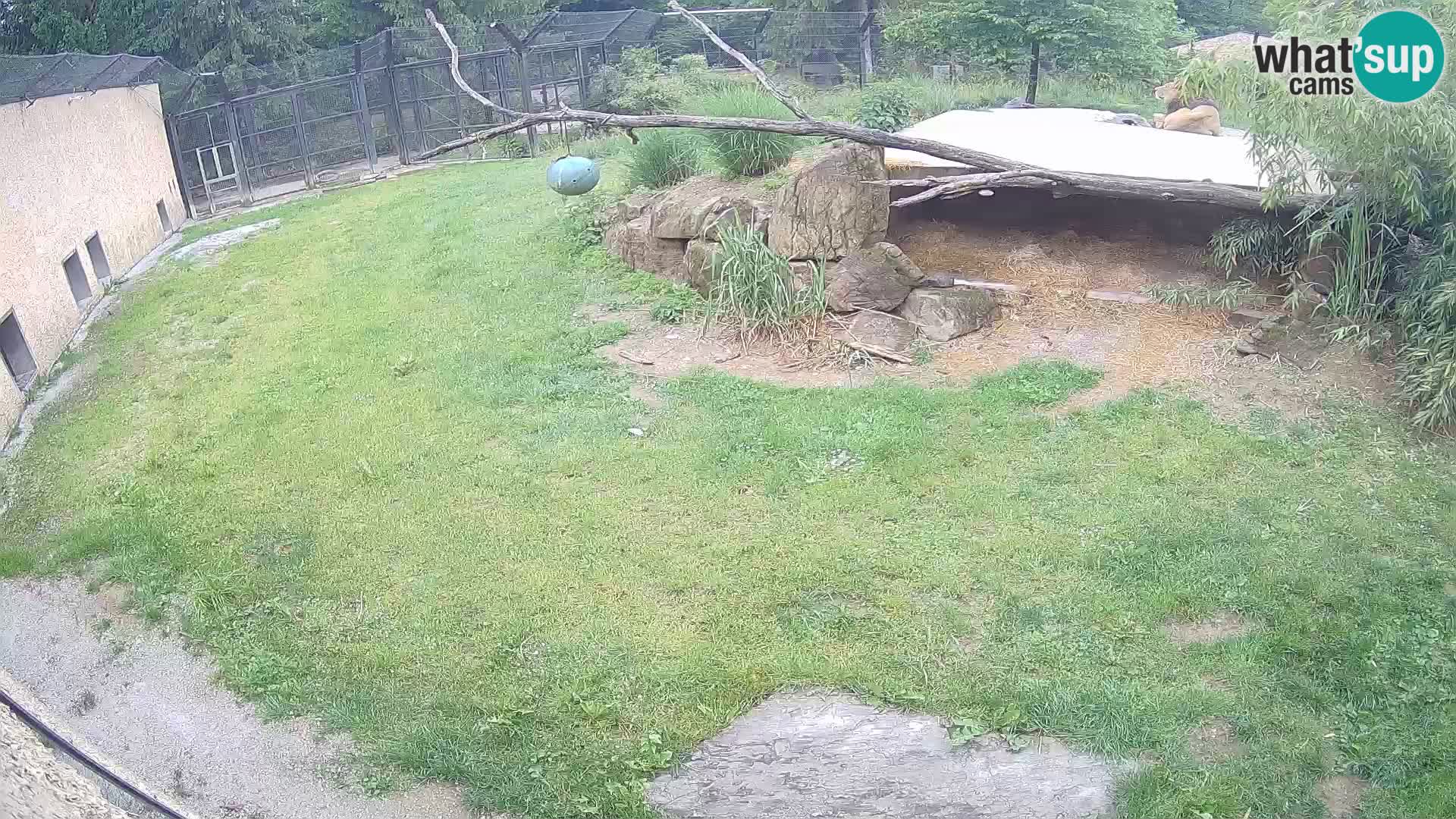 Lavovi web kamera uživo u ljubljanskom zoološkom vrtu – Slovenija