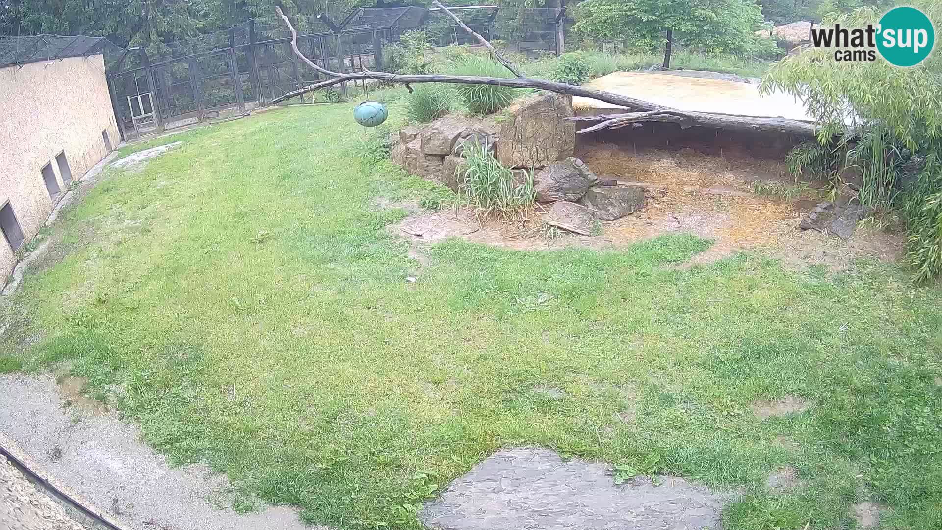 LION live Webcam in Ljubljana Zoo – Slovenia