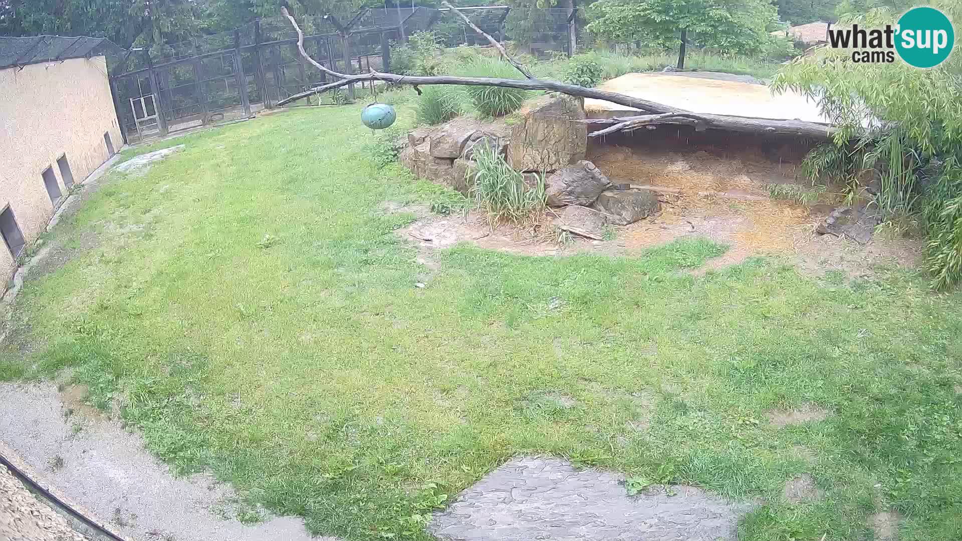 LION live Webcam in Ljubljana Zoo – Slovenia