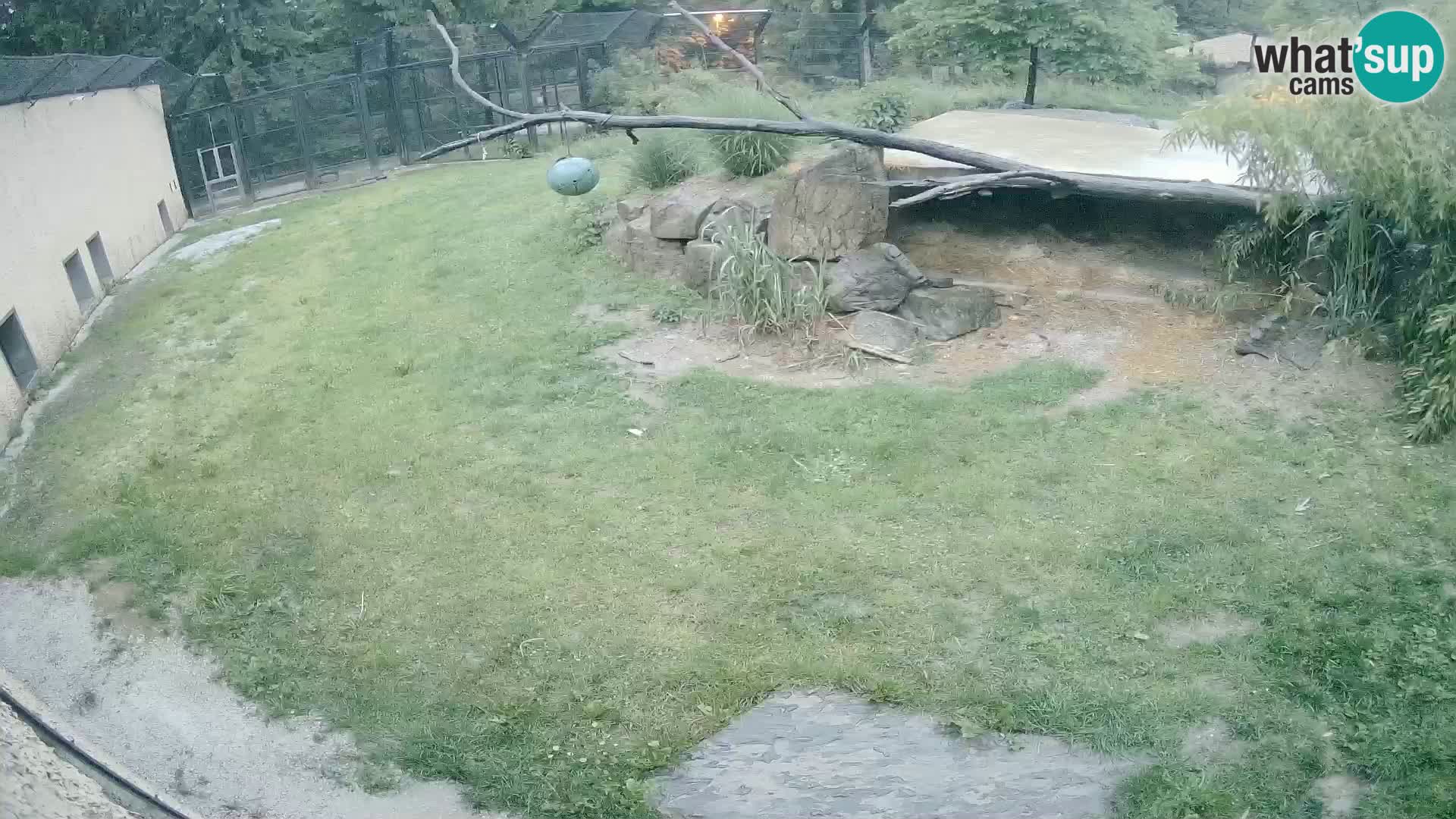 LION webcam en direct du zoo de Ljubljana – Slovénie