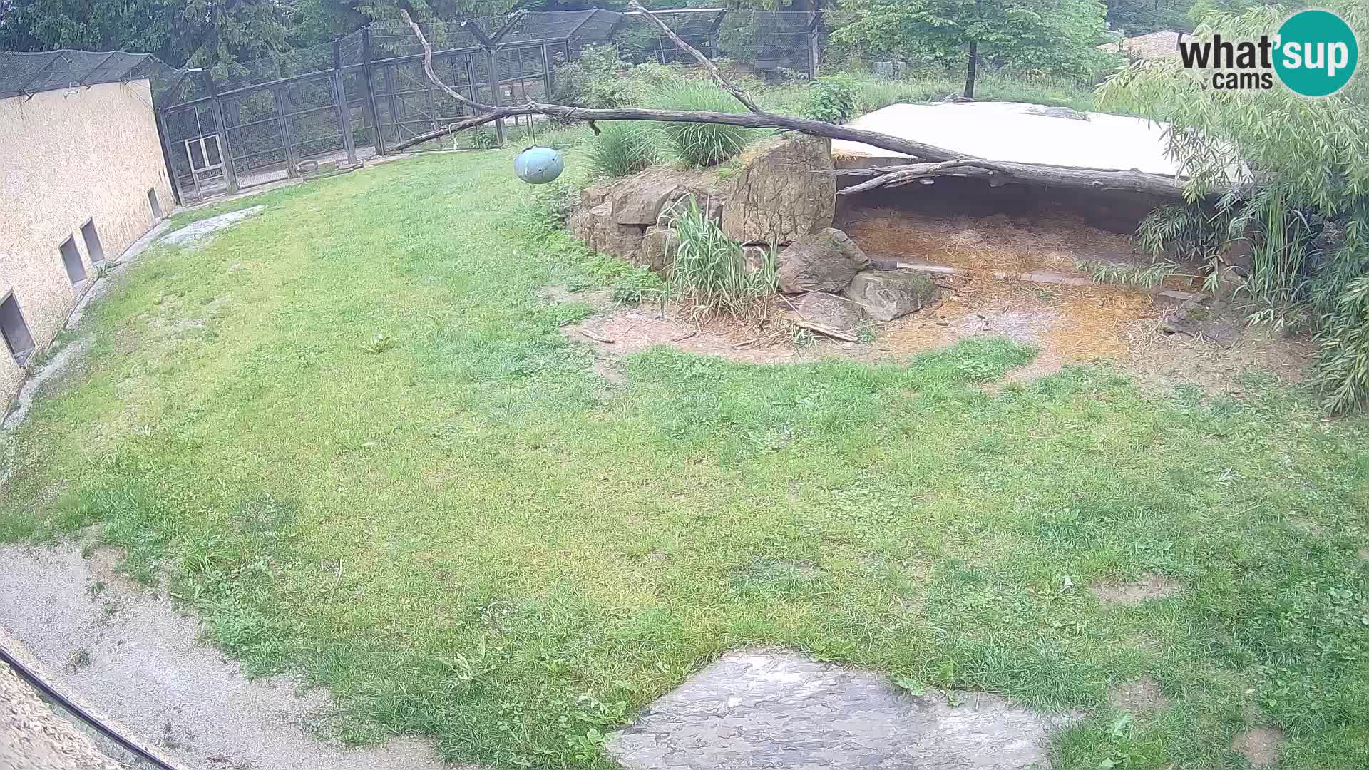 Löwe live Webcam im Zoo von Ljubljana – Slowenien