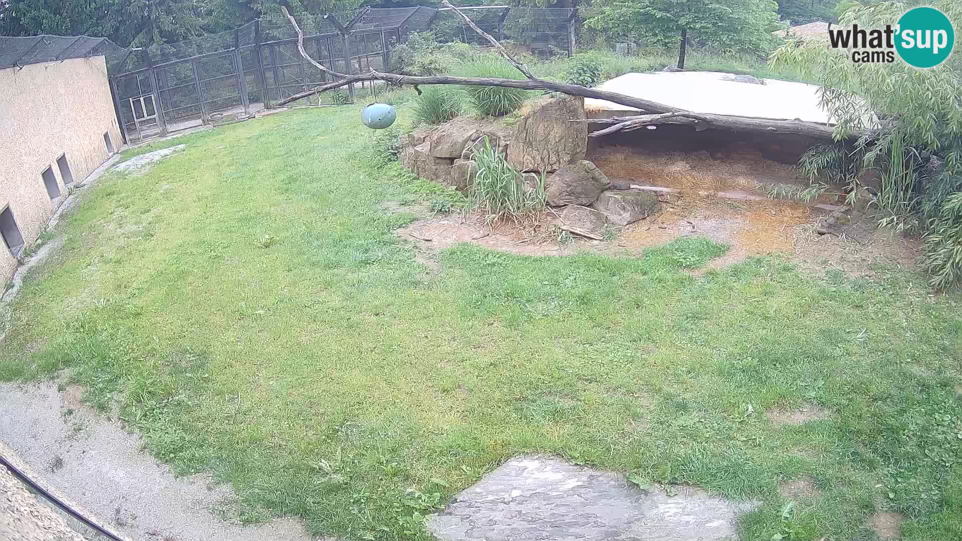 Löwe live Webcam im Zoo von Ljubljana – Slowenien