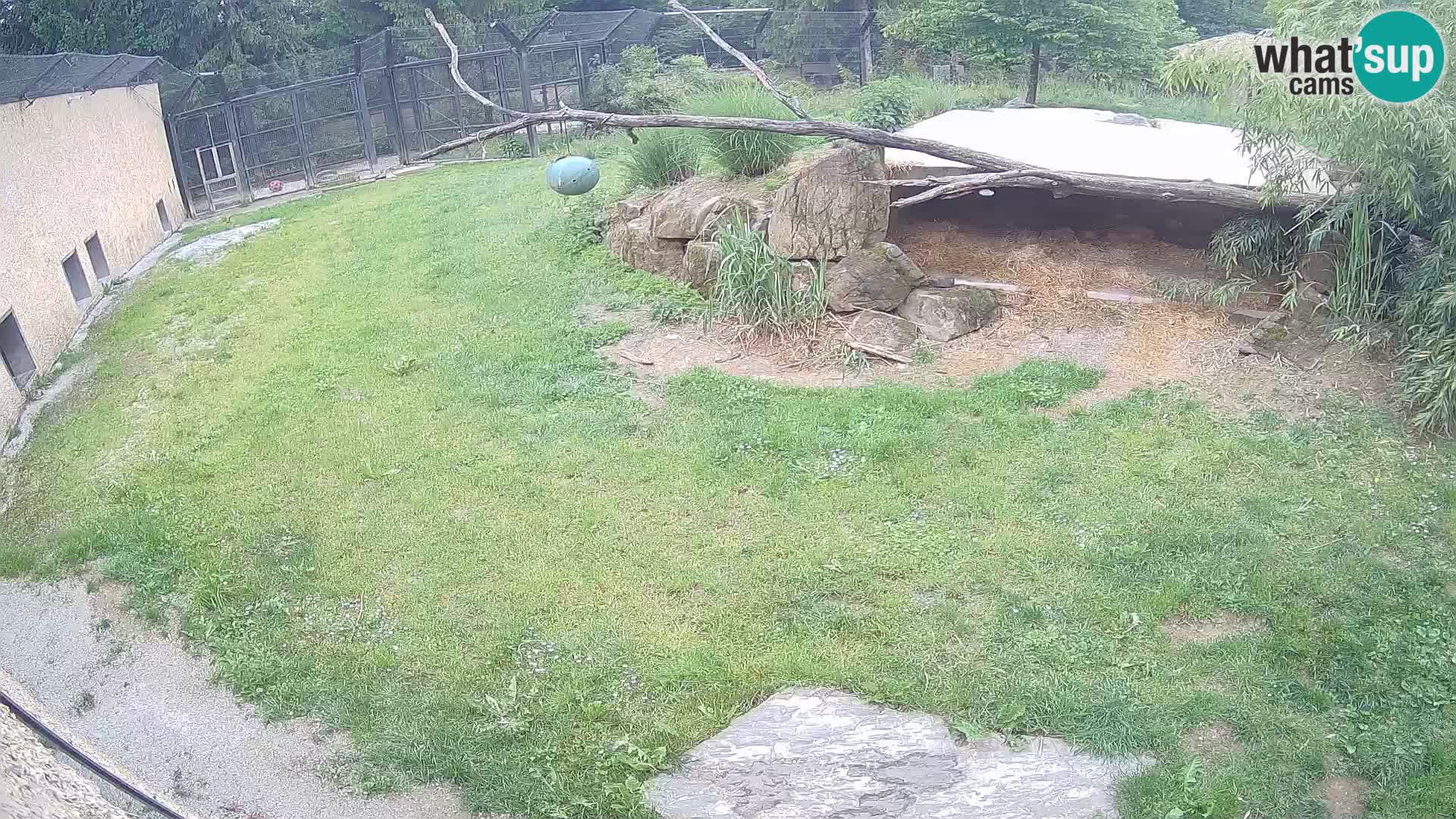 Lavovi web kamera uživo u ljubljanskom zoološkom vrtu – Slovenija