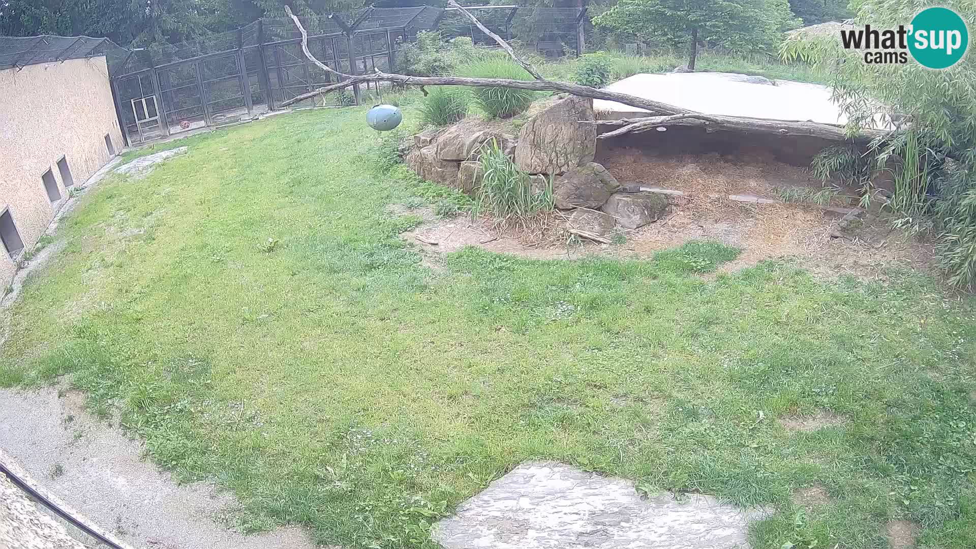 LION webcam en direct du zoo de Ljubljana – Slovénie