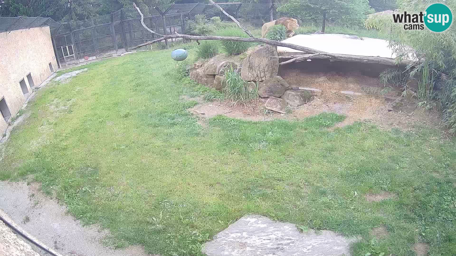 LEONE live Webcam nello zoo di Lubiana – Slovenia