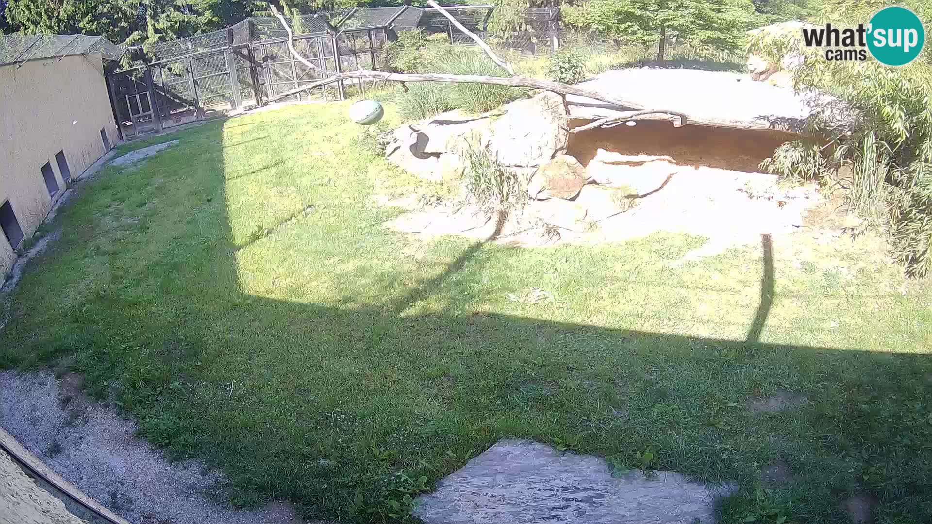LEON Webcam en vivo en Ljubljana Zoo – Eslovenia