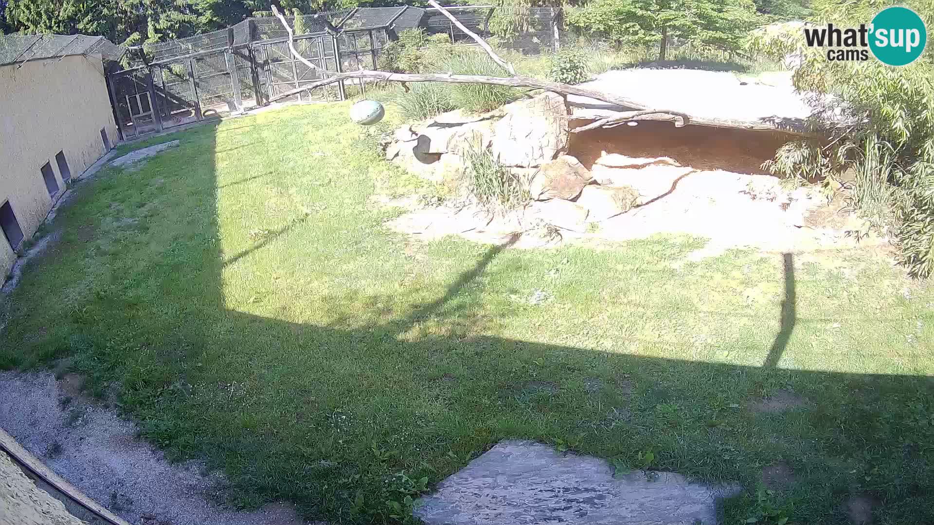 LION live Webcam in Ljubljana Zoo – Slovenia