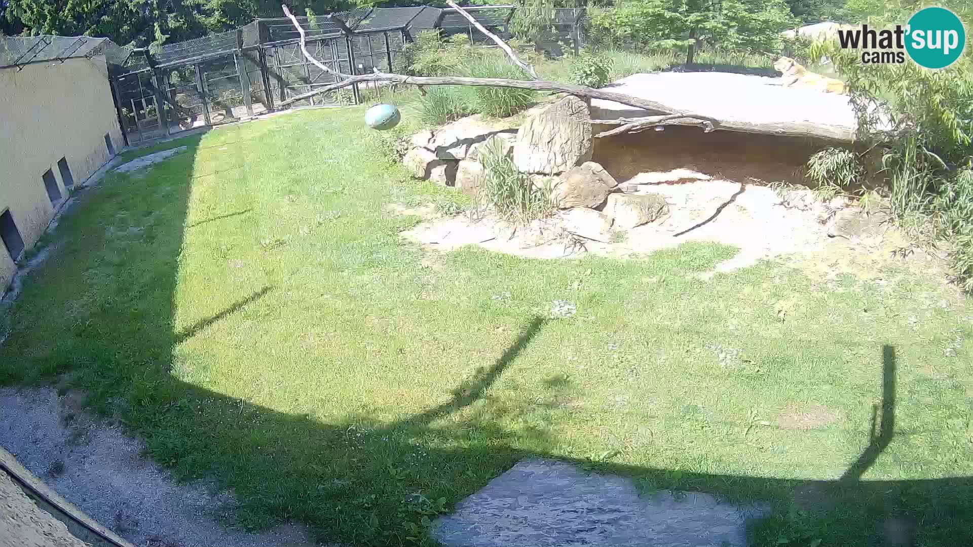 LION live Webcam in Ljubljana Zoo – Slovenia