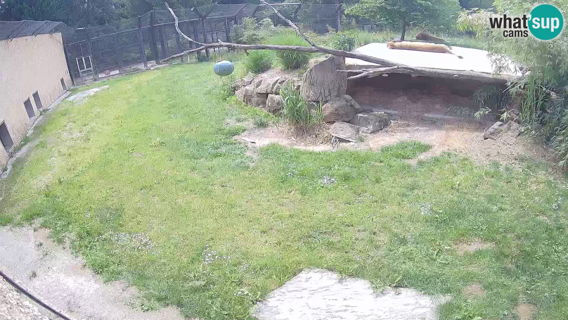 Löwe live Webcam im Zoo von Ljubljana – Slowenien