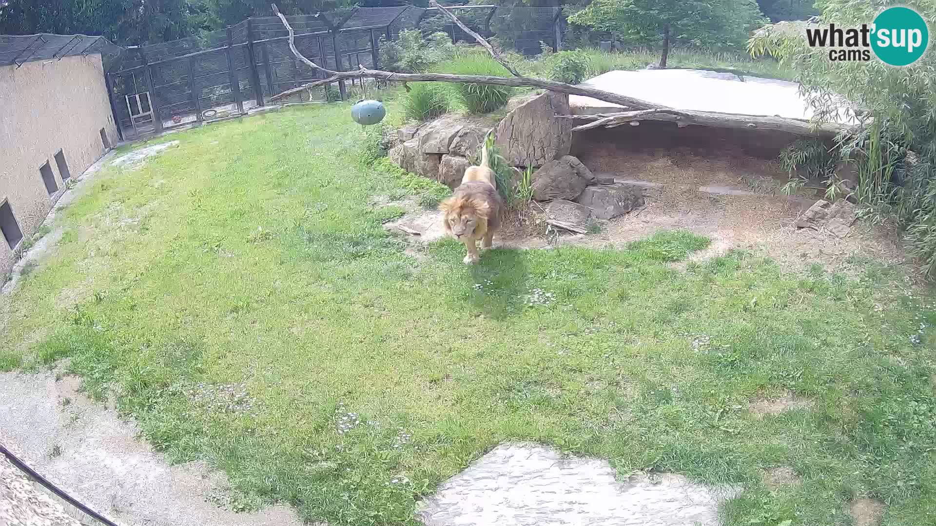 Löwe live Webcam im Zoo von Ljubljana – Slowenien