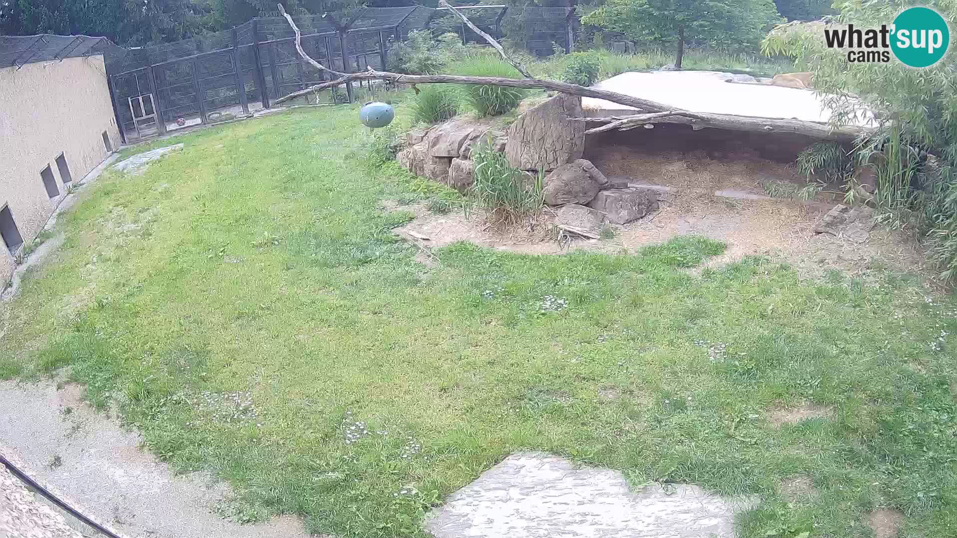 Löwe live Webcam im Zoo von Ljubljana – Slowenien