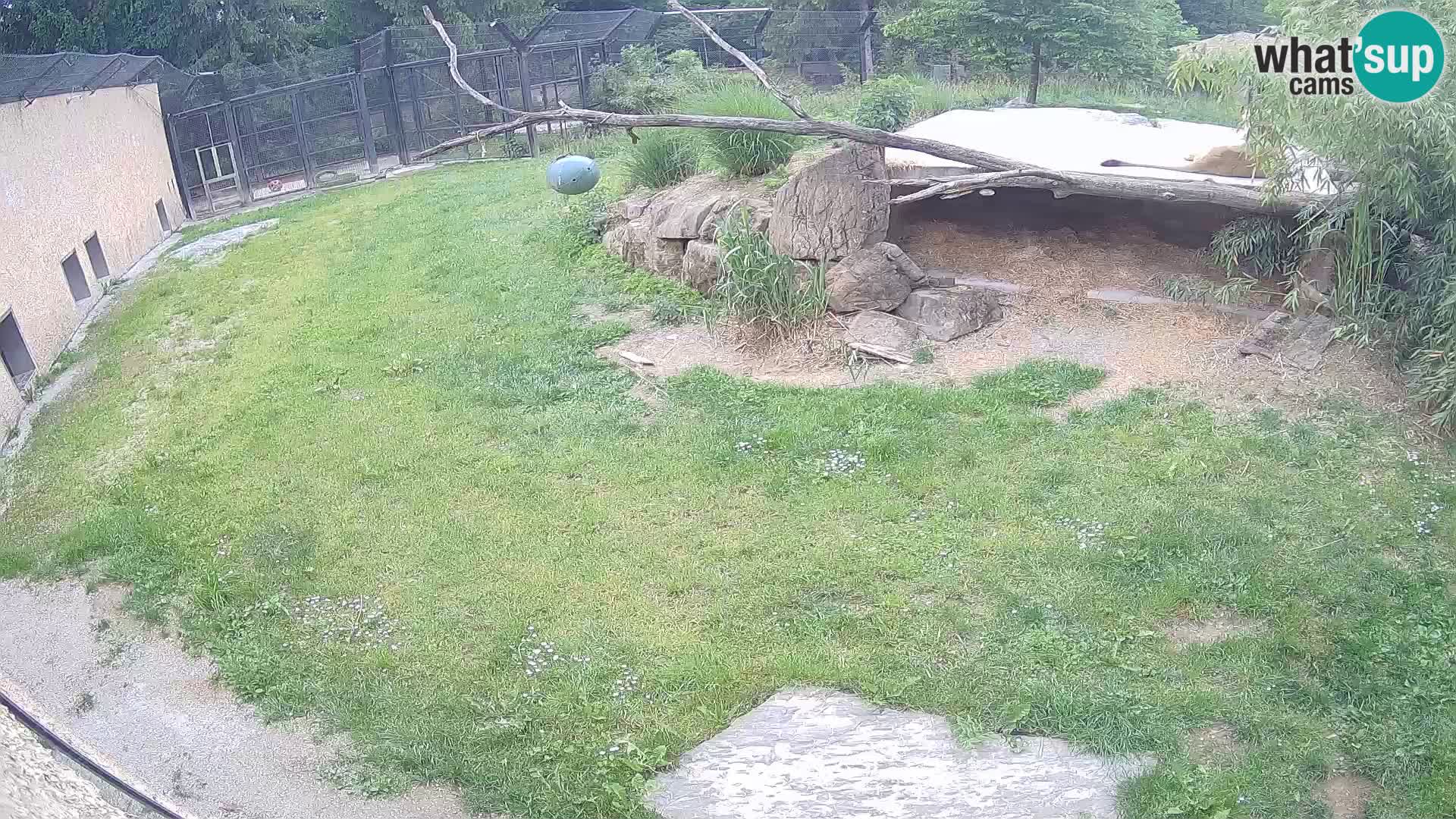 Löwe live Webcam im Zoo von Ljubljana – Slowenien