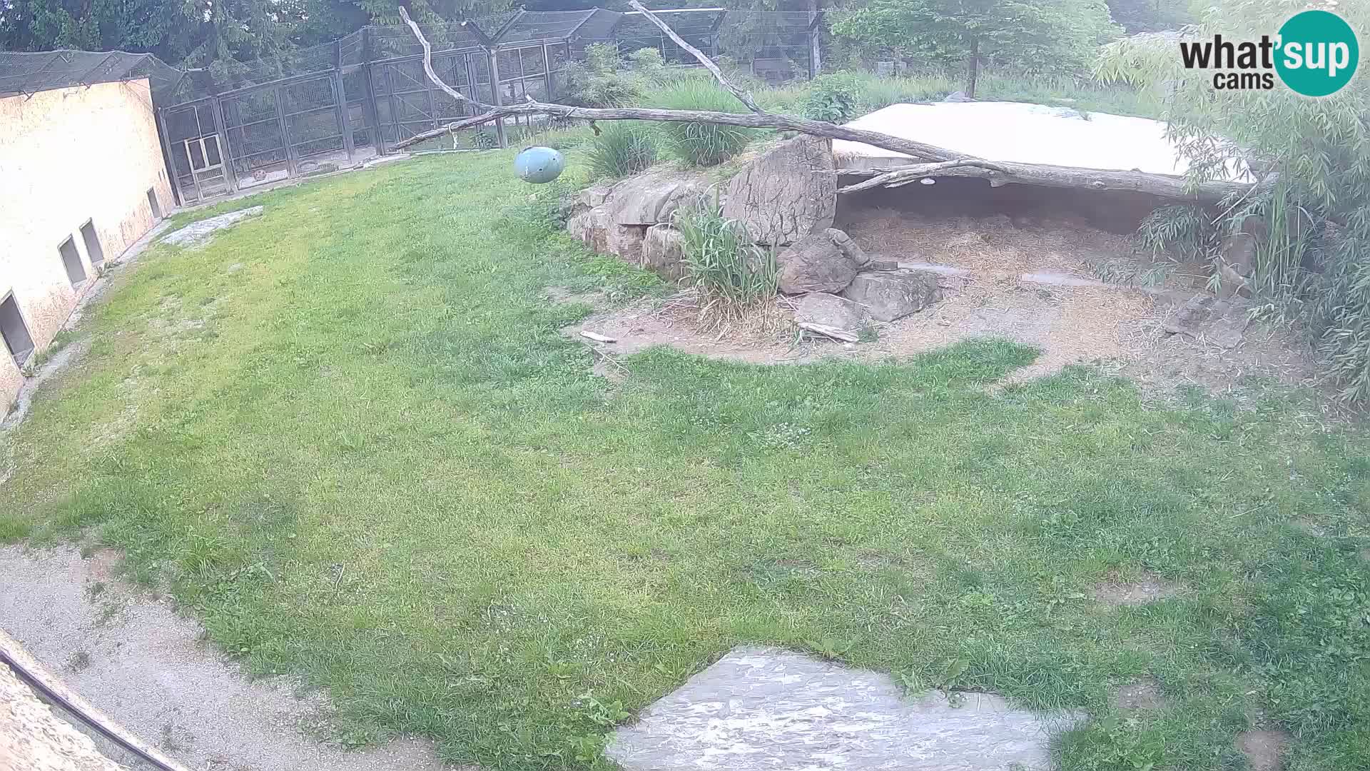 LION live Webcam in Ljubljana Zoo – Slovenia
