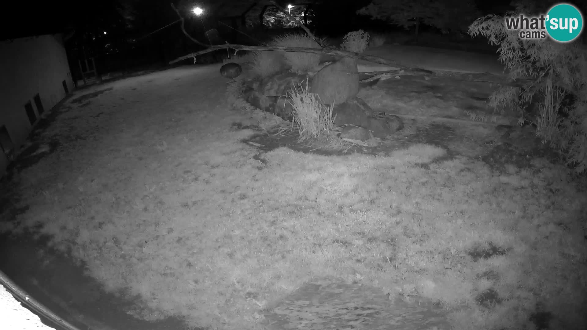 LEONE live Webcam nello zoo di Lubiana – Slovenia