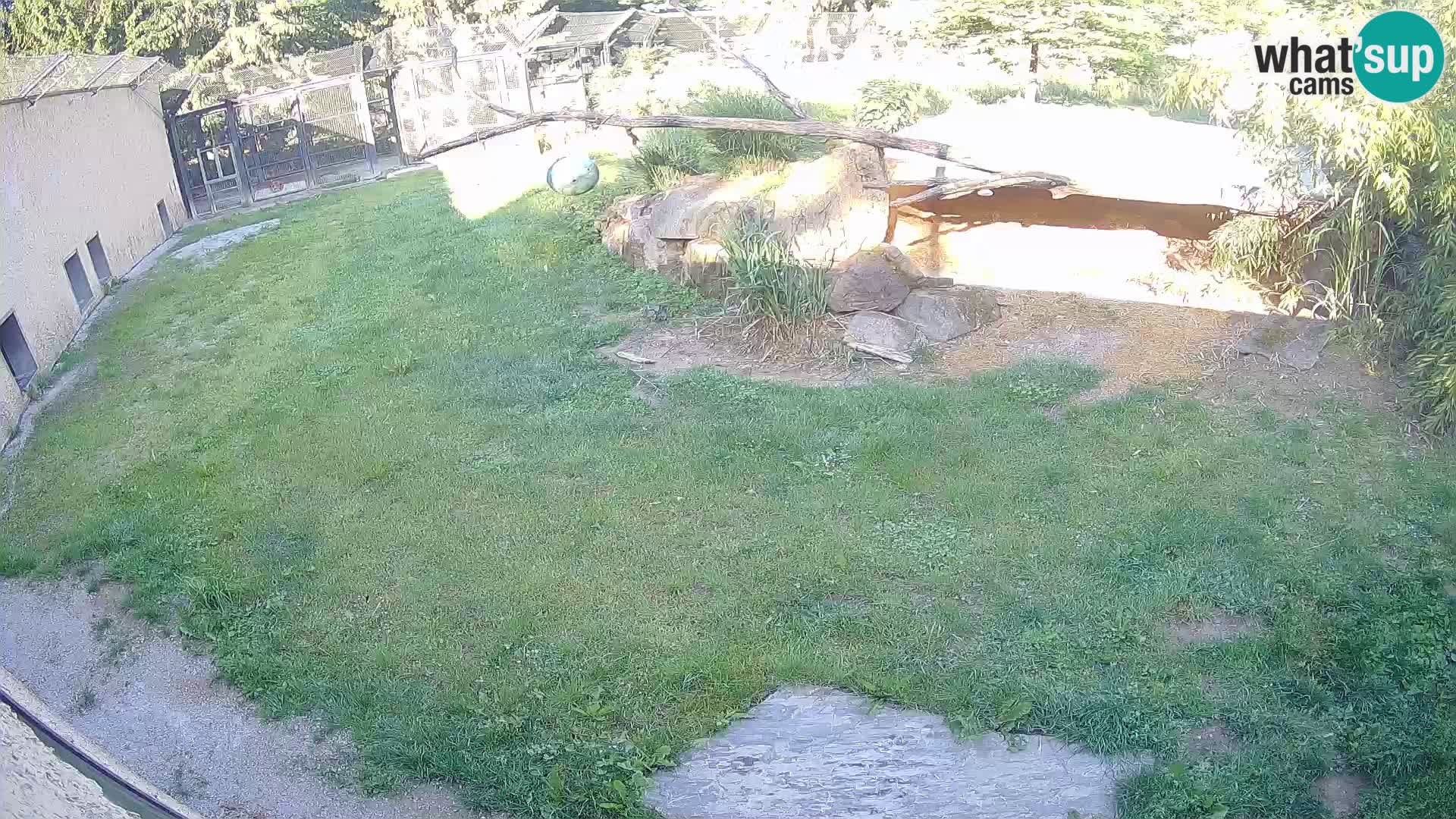 Lavovi web kamera uživo u ljubljanskom zoološkom vrtu – Slovenija