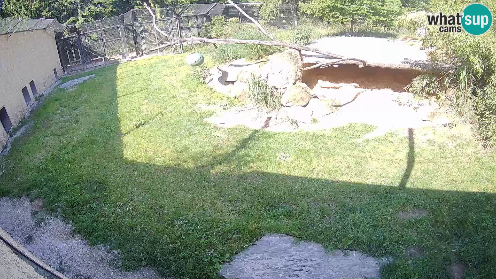 Löwe live Webcam im Zoo von Ljubljana – Slowenien