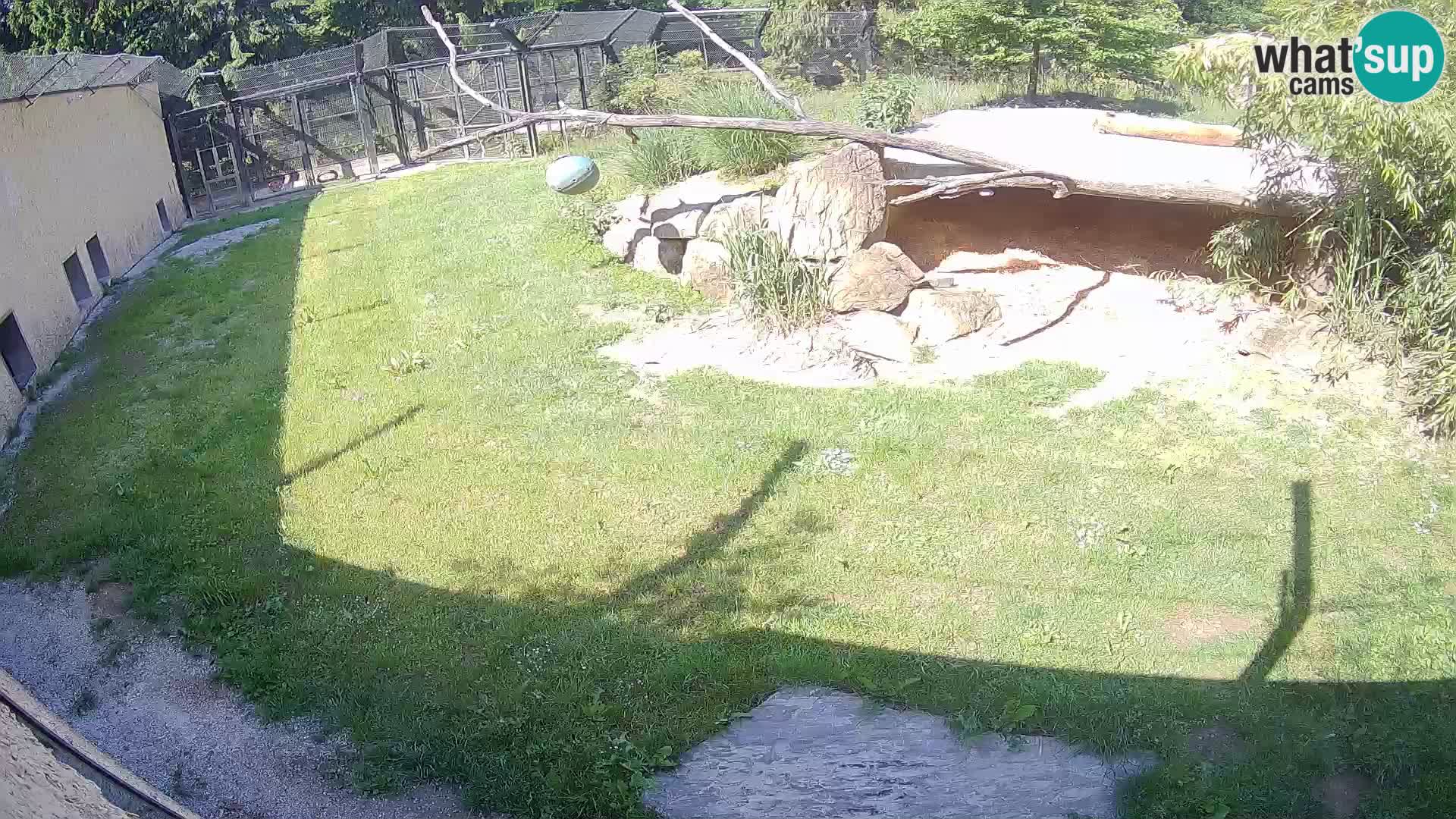 Löwe live Webcam im Zoo von Ljubljana – Slowenien