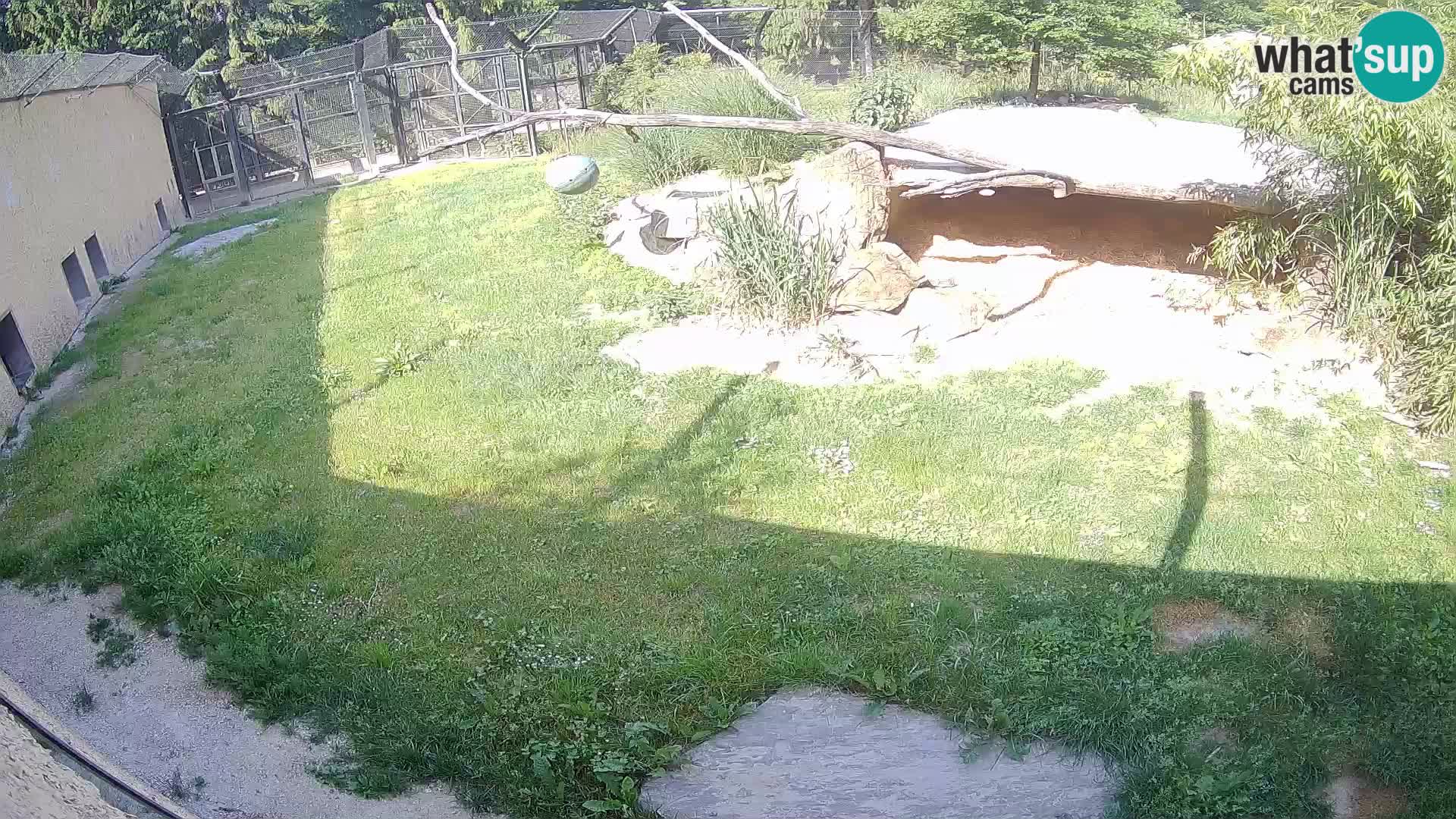 LION live Webcam in Ljubljana Zoo – Slovenia