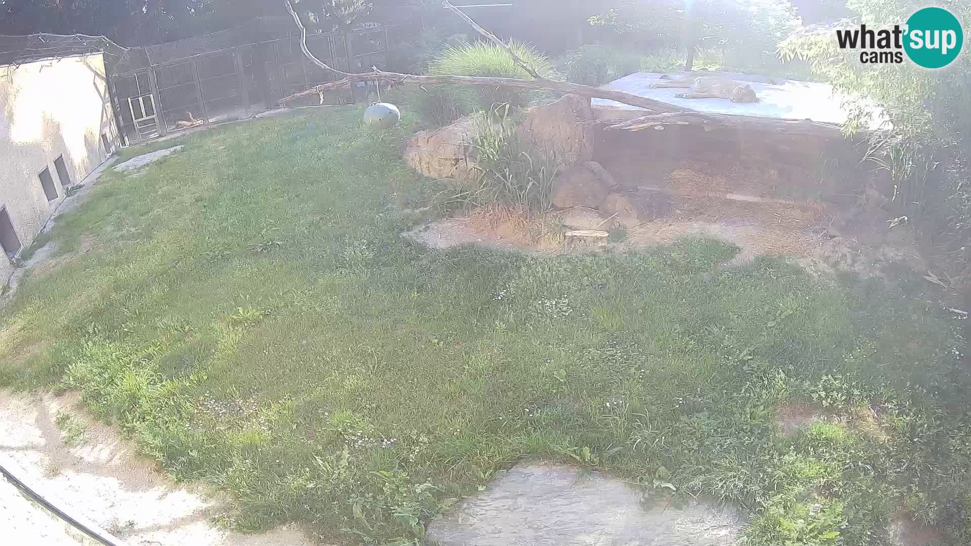 LION live Webcam in Ljubljana Zoo – Slovenia