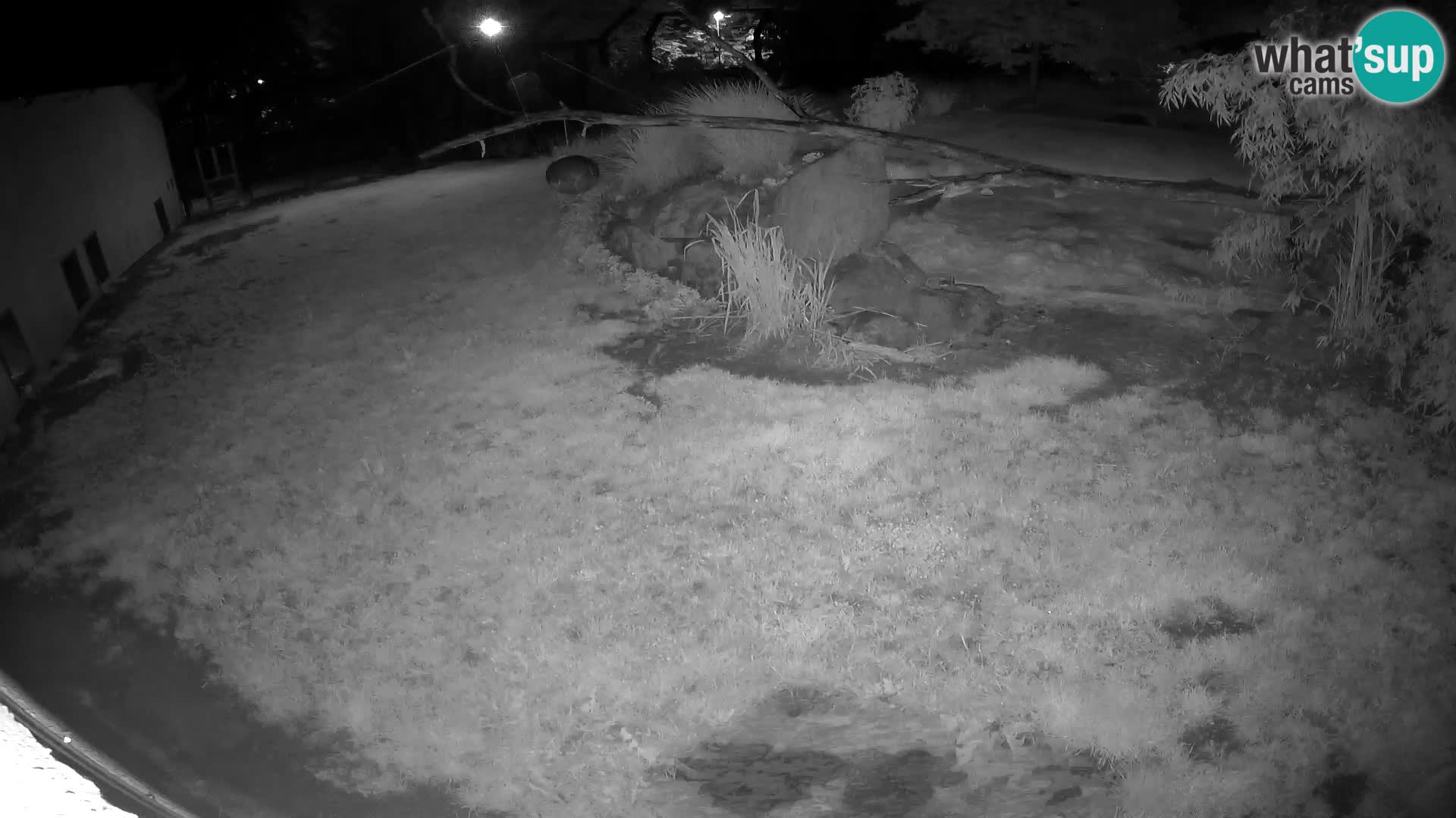 LION webcam en direct du zoo de Ljubljana – Slovénie