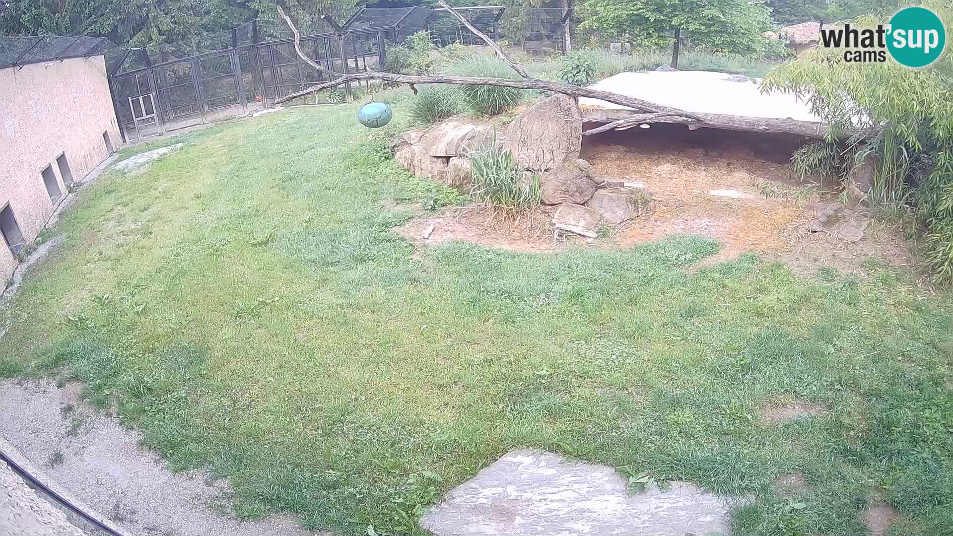 Lavovi web kamera uživo u ljubljanskom zoološkom vrtu – Slovenija