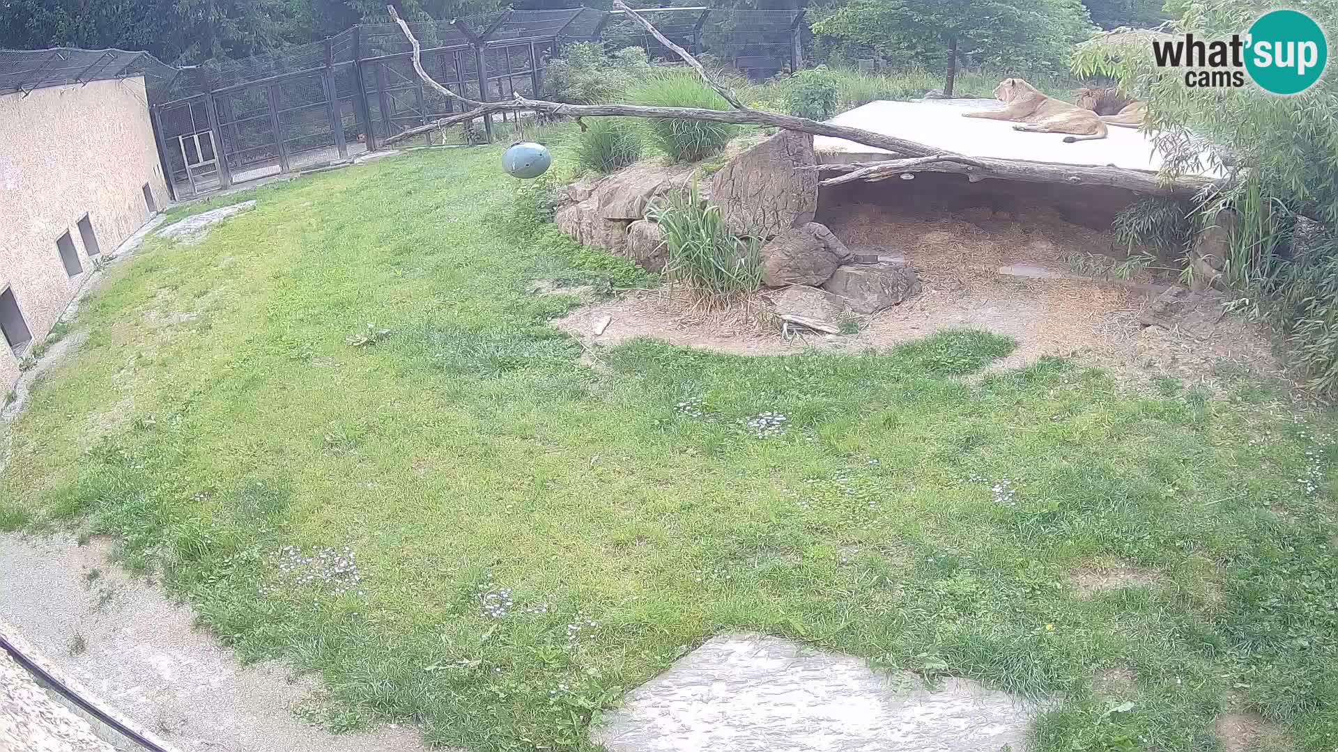 LEONE live Webcam nello zoo di Lubiana – Slovenia