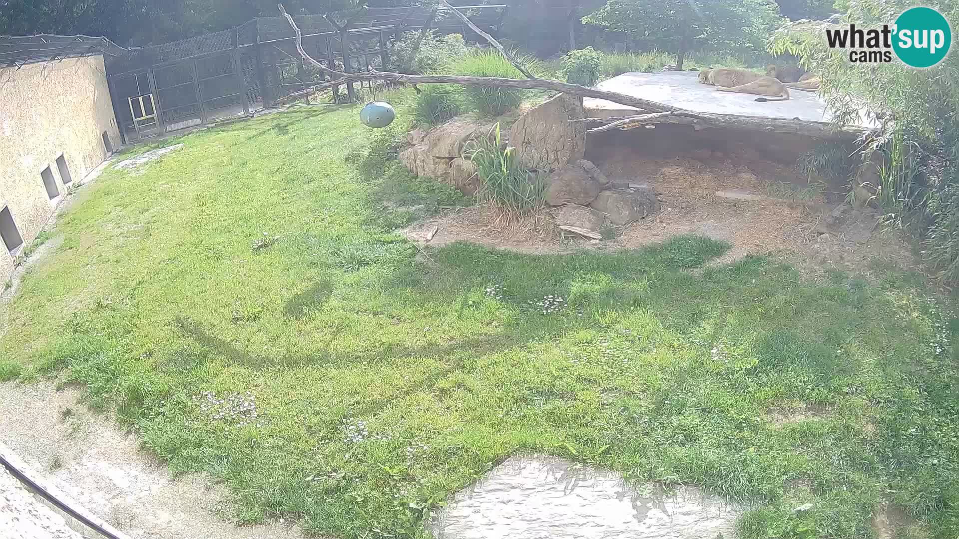 LEONE live Webcam nello zoo di Lubiana – Slovenia