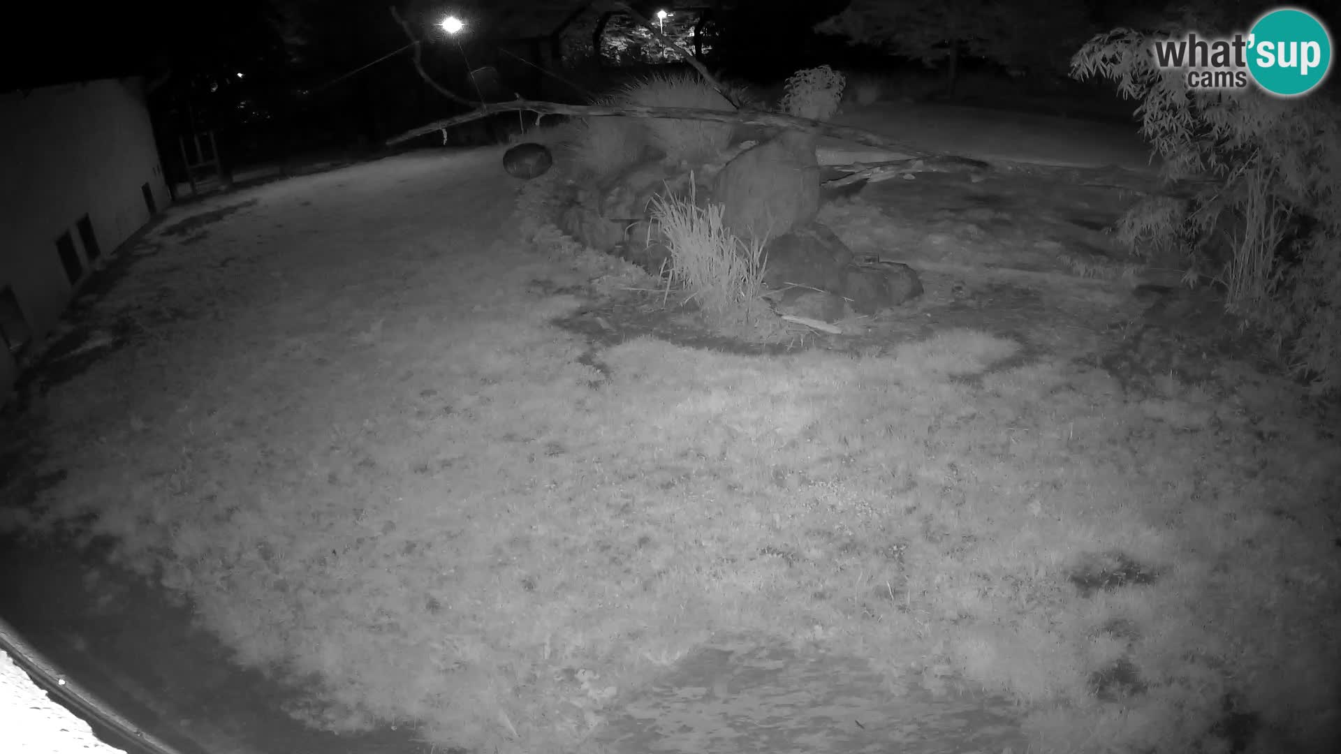 LEON Webcam en vivo en Ljubljana Zoo – Eslovenia