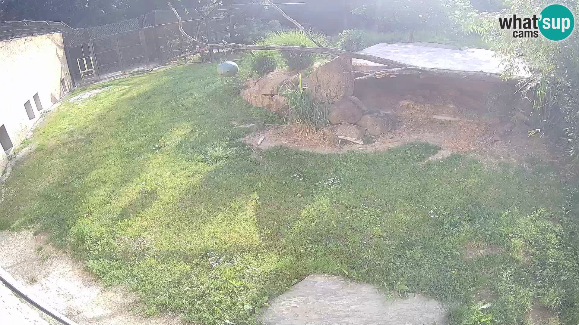 LEON Webcam en vivo en Ljubljana Zoo – Eslovenia