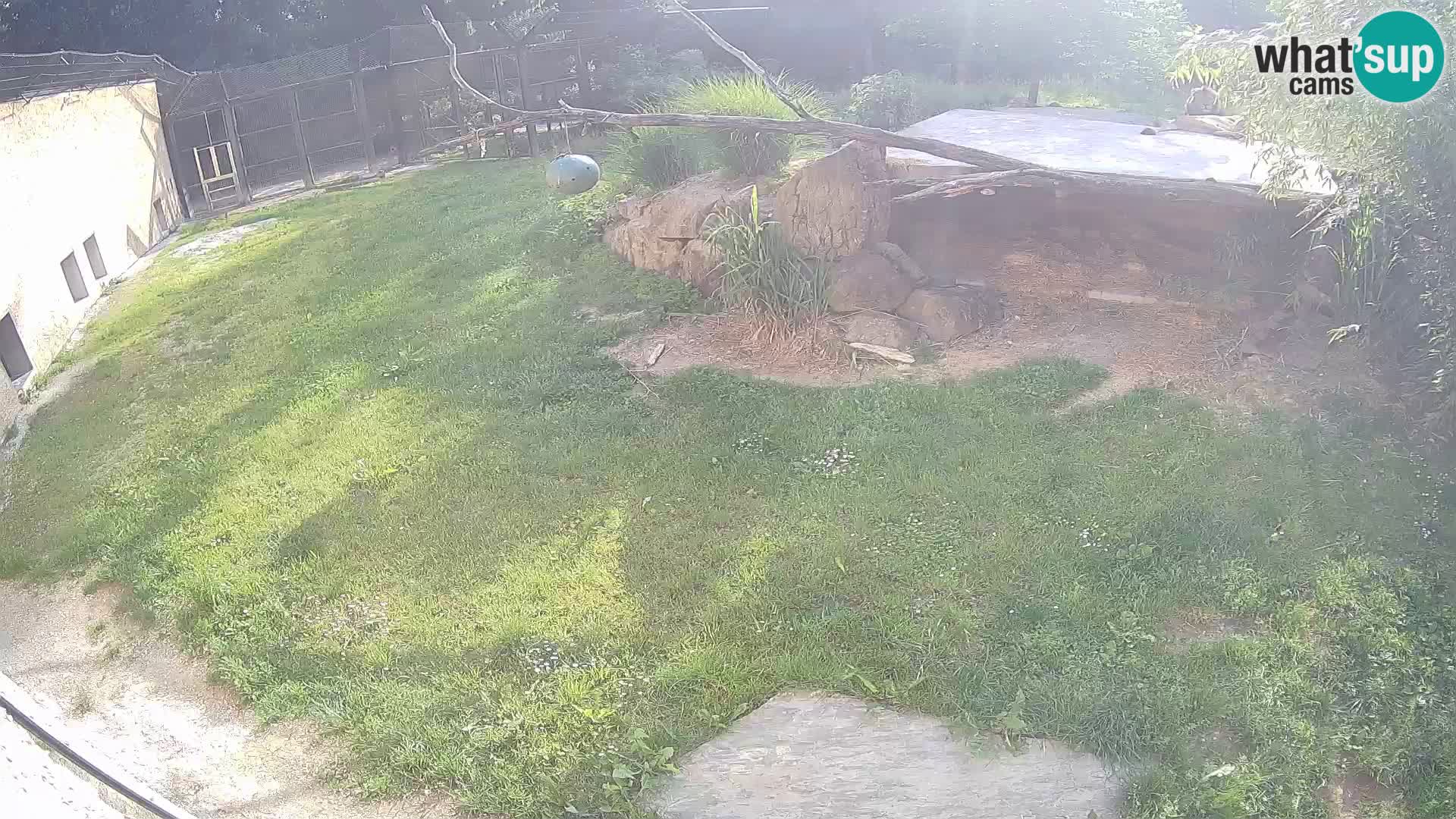 LION live Webcam in Ljubljana Zoo – Slovenia