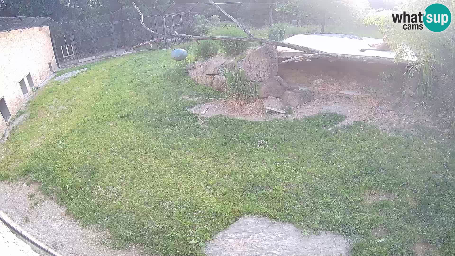 LEON Webcam en vivo en Ljubljana Zoo – Eslovenia
