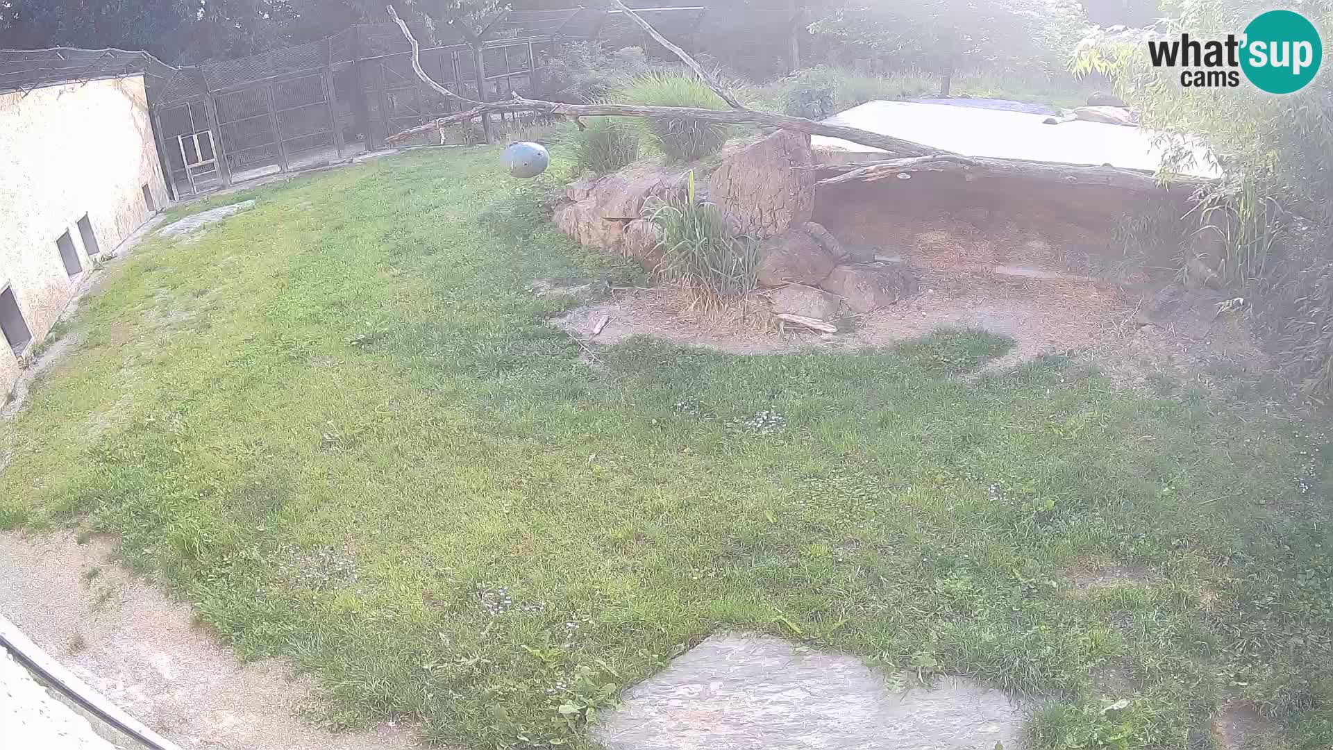 LEONE live Webcam nello zoo di Lubiana – Slovenia
