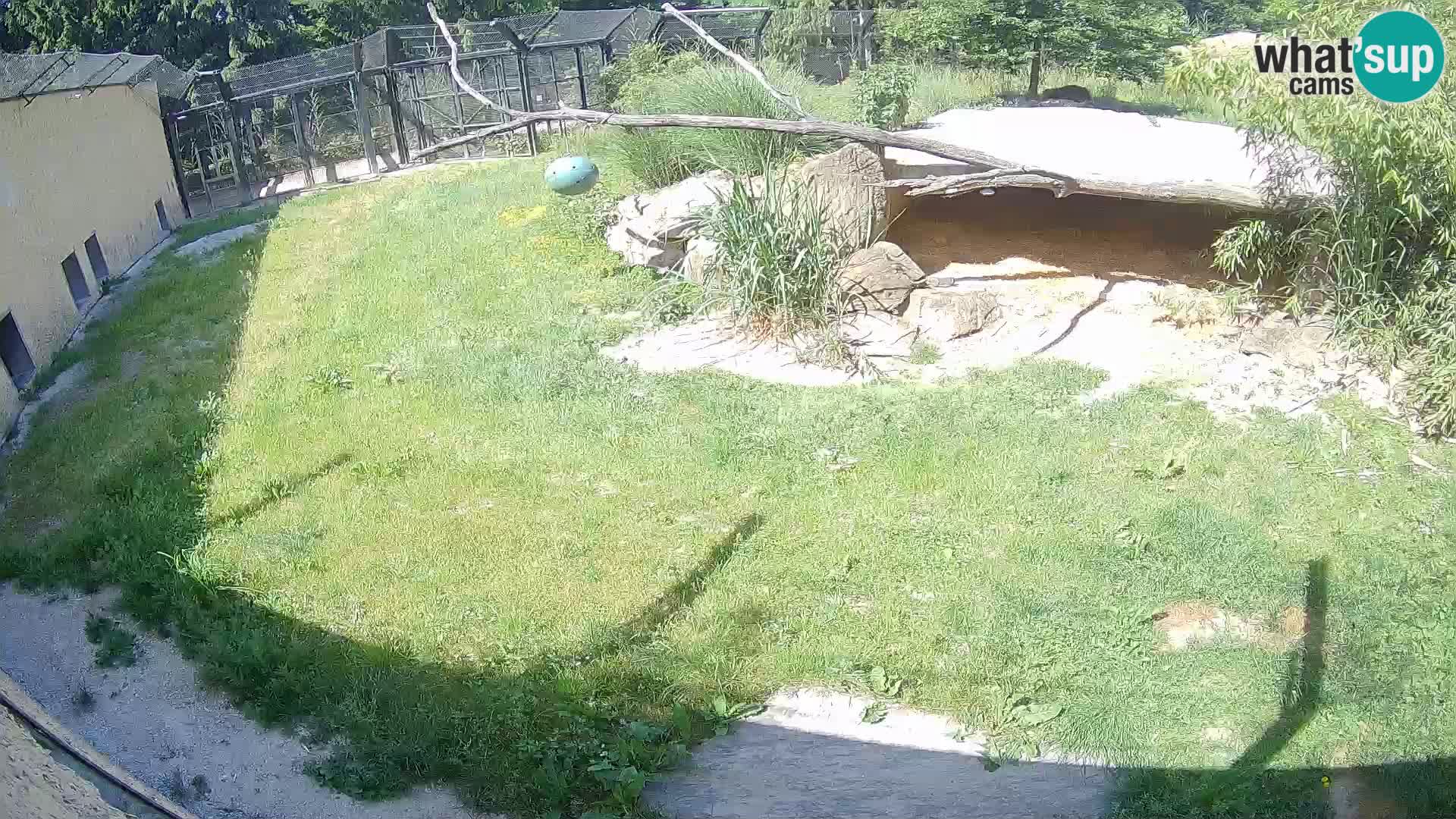 Löwe live Webcam im Zoo von Ljubljana – Slowenien
