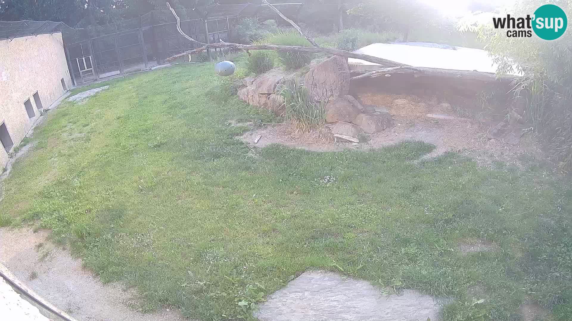 LEON Webcam en vivo en Ljubljana Zoo – Eslovenia