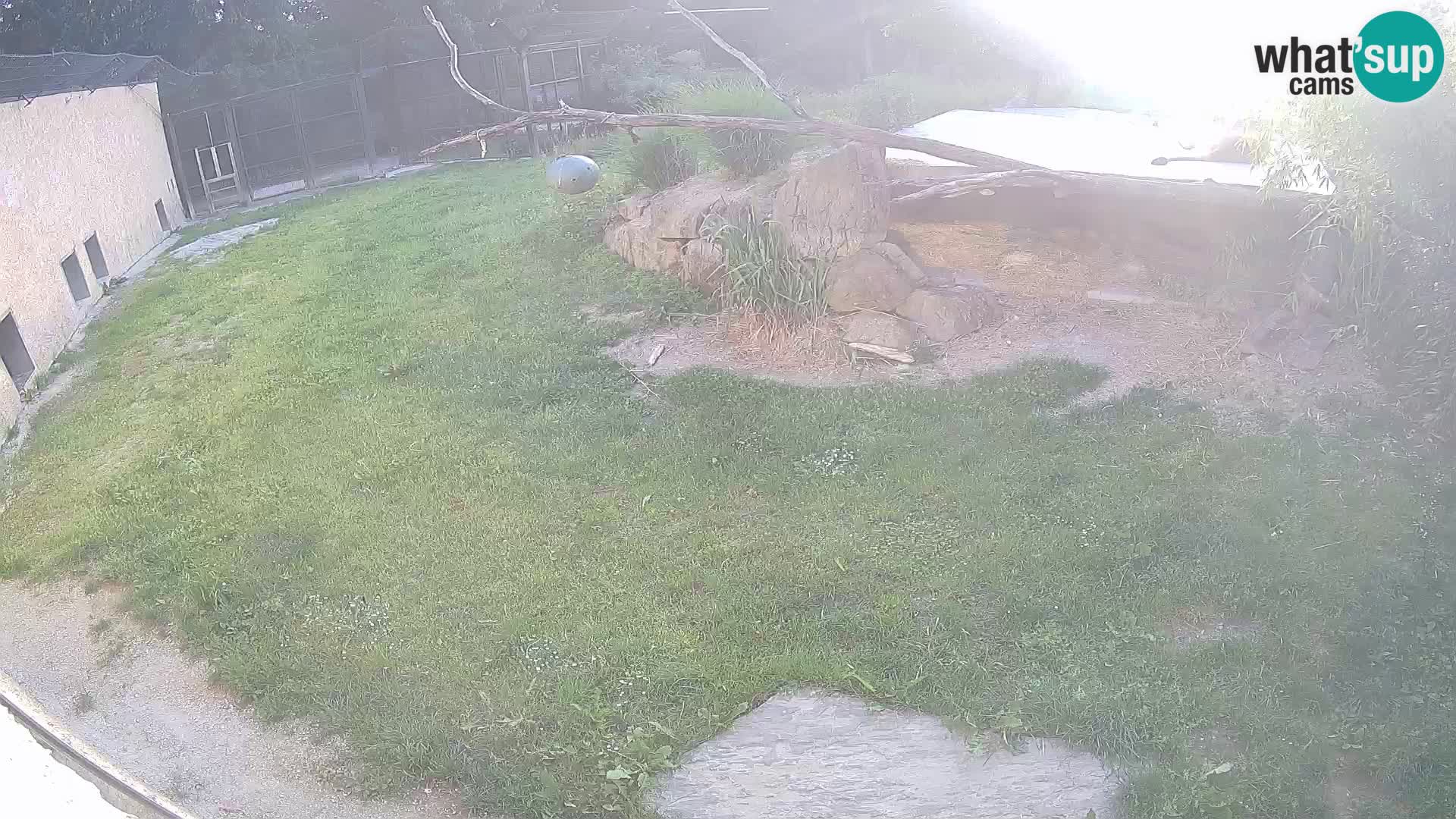 LEONE live Webcam nello zoo di Lubiana – Slovenia
