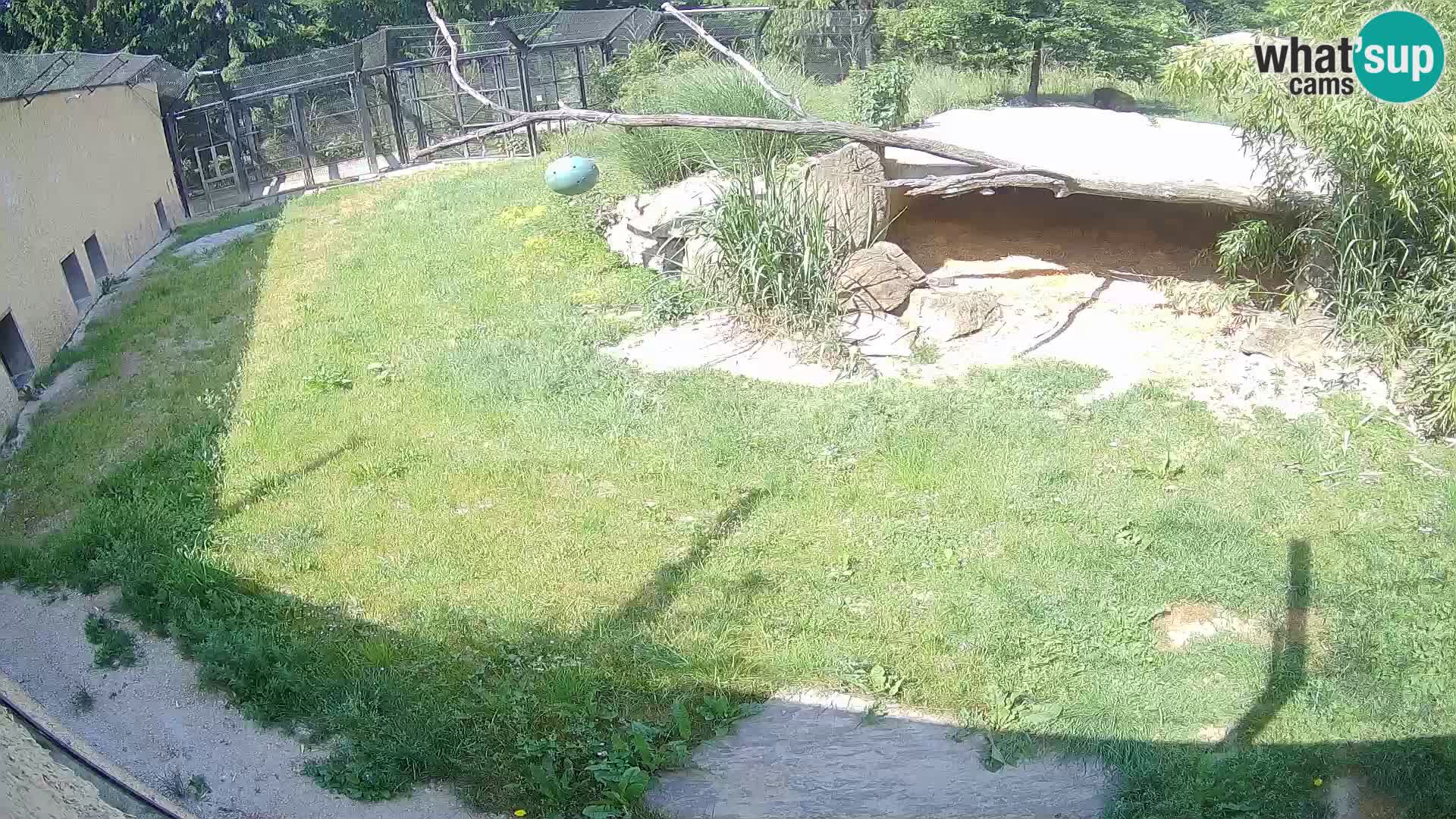 LEONE live Webcam nello zoo di Lubiana – Slovenia