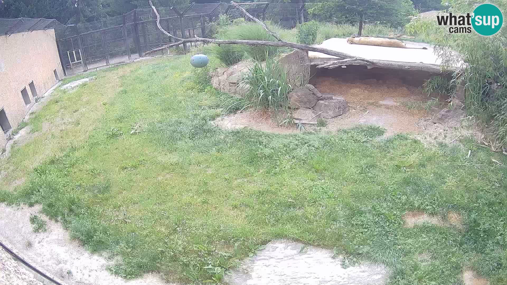 LEVI spletna kamera v živalskem vrtu Ljubljana Zoo