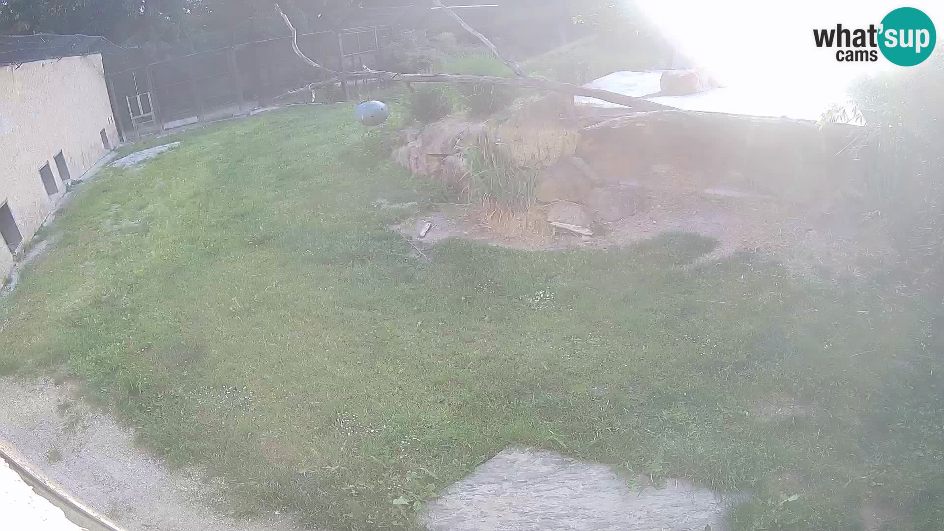 LEONE live Webcam nello zoo di Lubiana – Slovenia