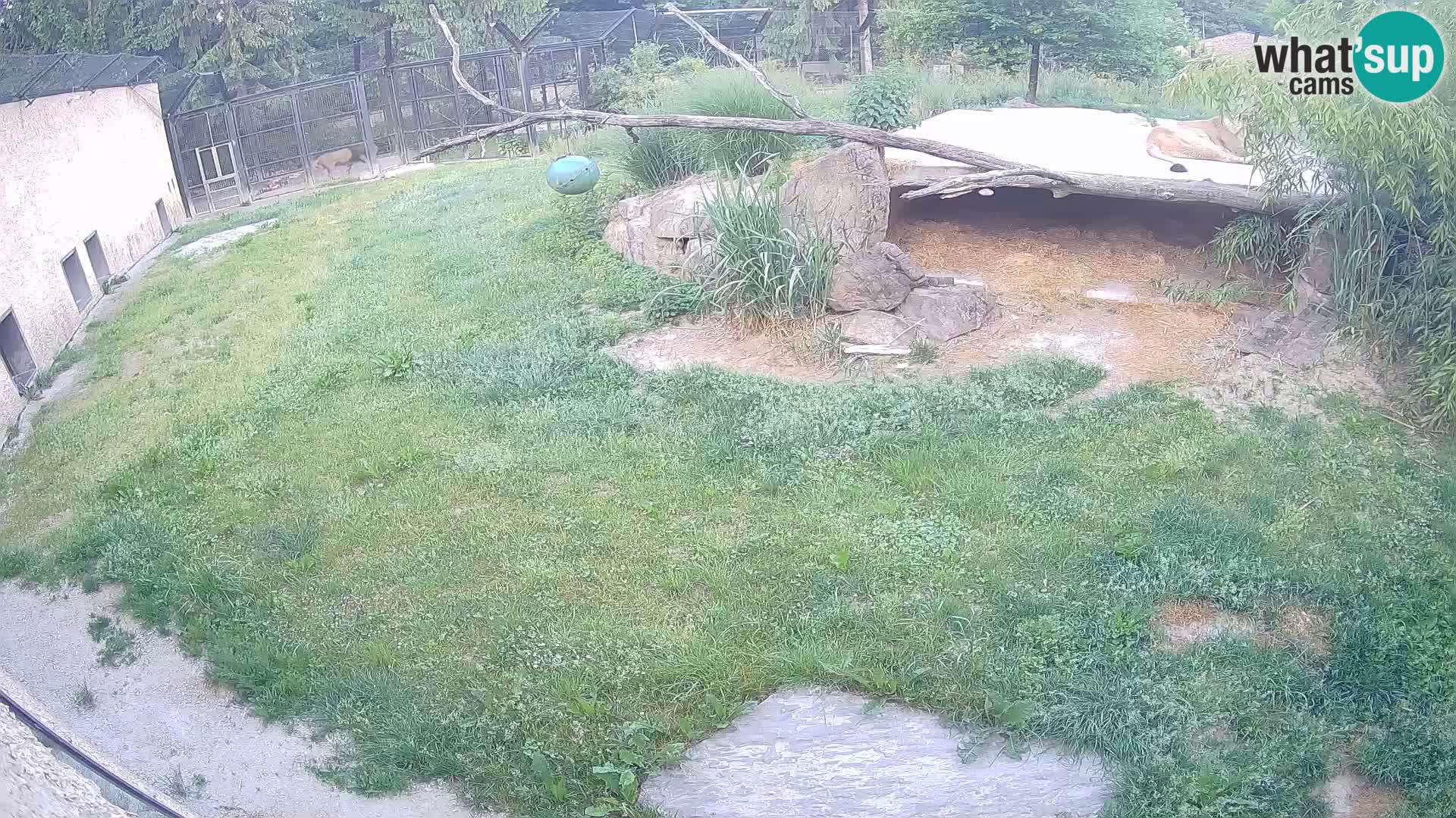 LEVI spletna kamera v živalskem vrtu Ljubljana Zoo