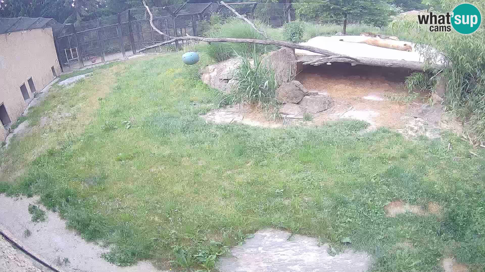 Löwe live Webcam im Zoo von Ljubljana – Slowenien