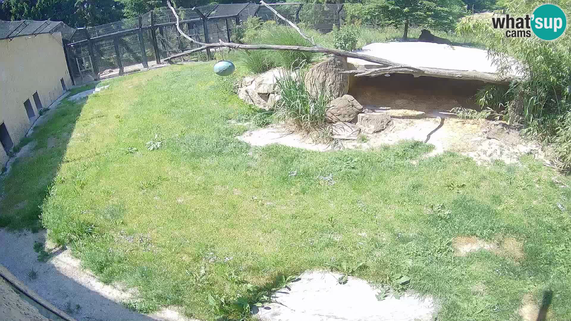 LEON Webcam en vivo en Ljubljana Zoo – Eslovenia