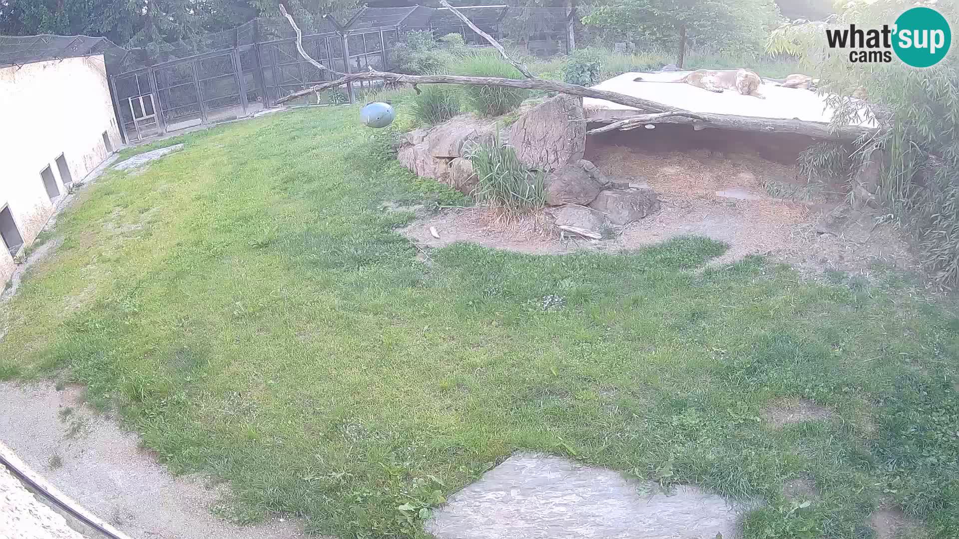 LEON Webcam en vivo en Ljubljana Zoo – Eslovenia